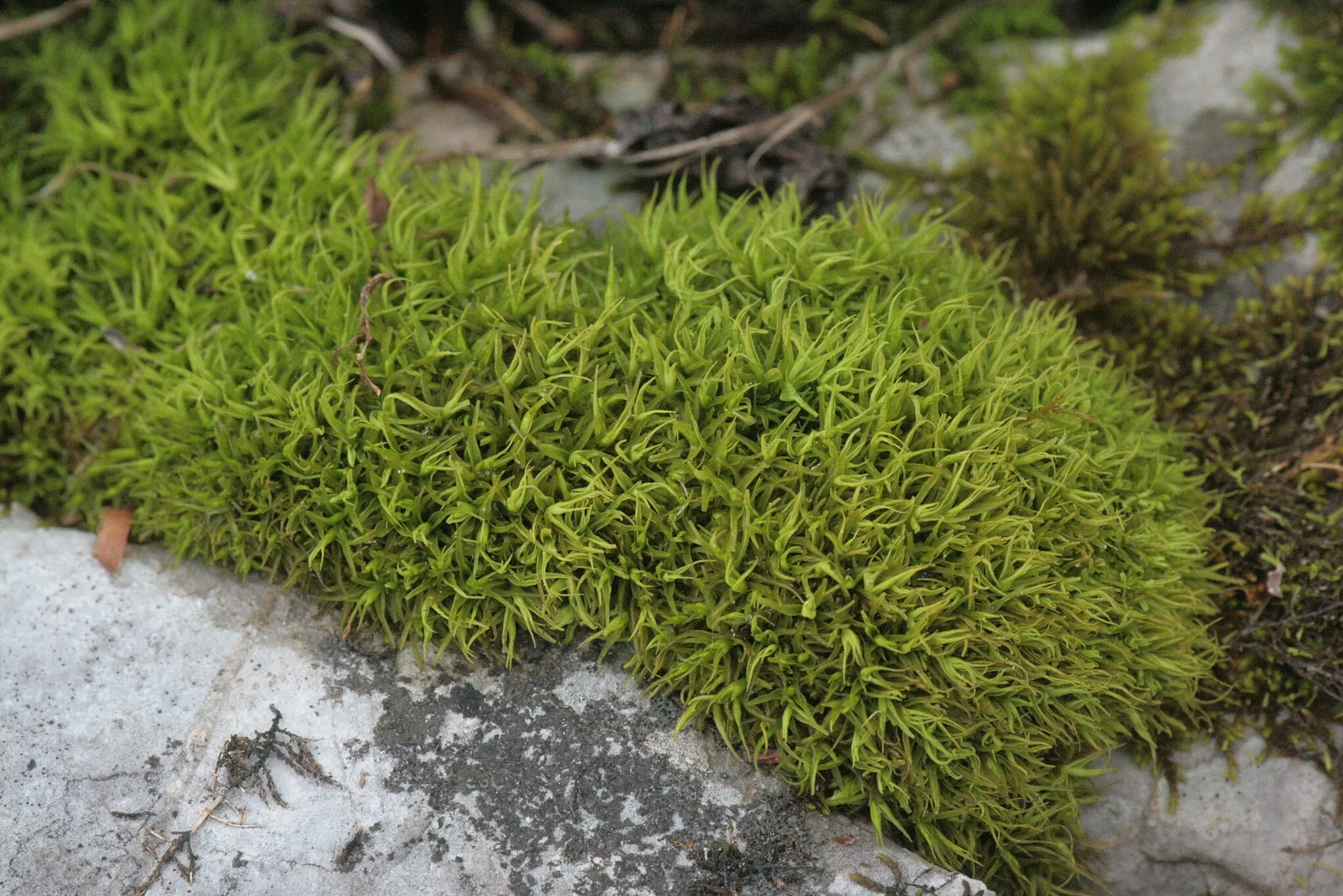 Photo showing: Tortella pseudofragilis