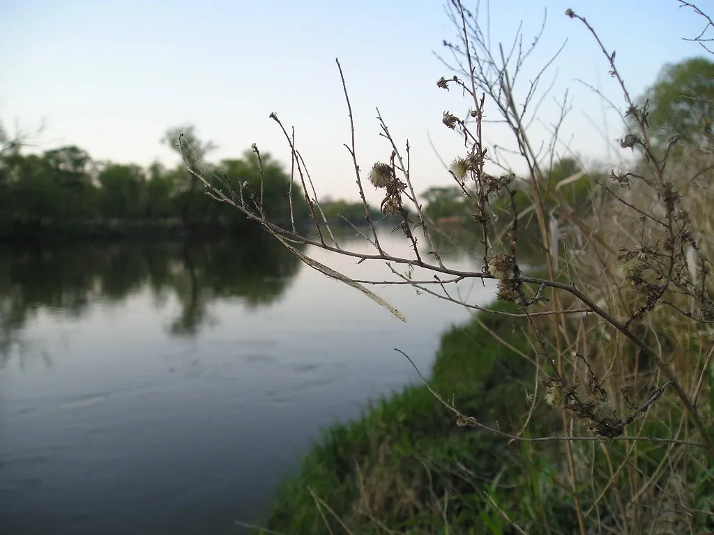 Photo showing: Nature near Morava River