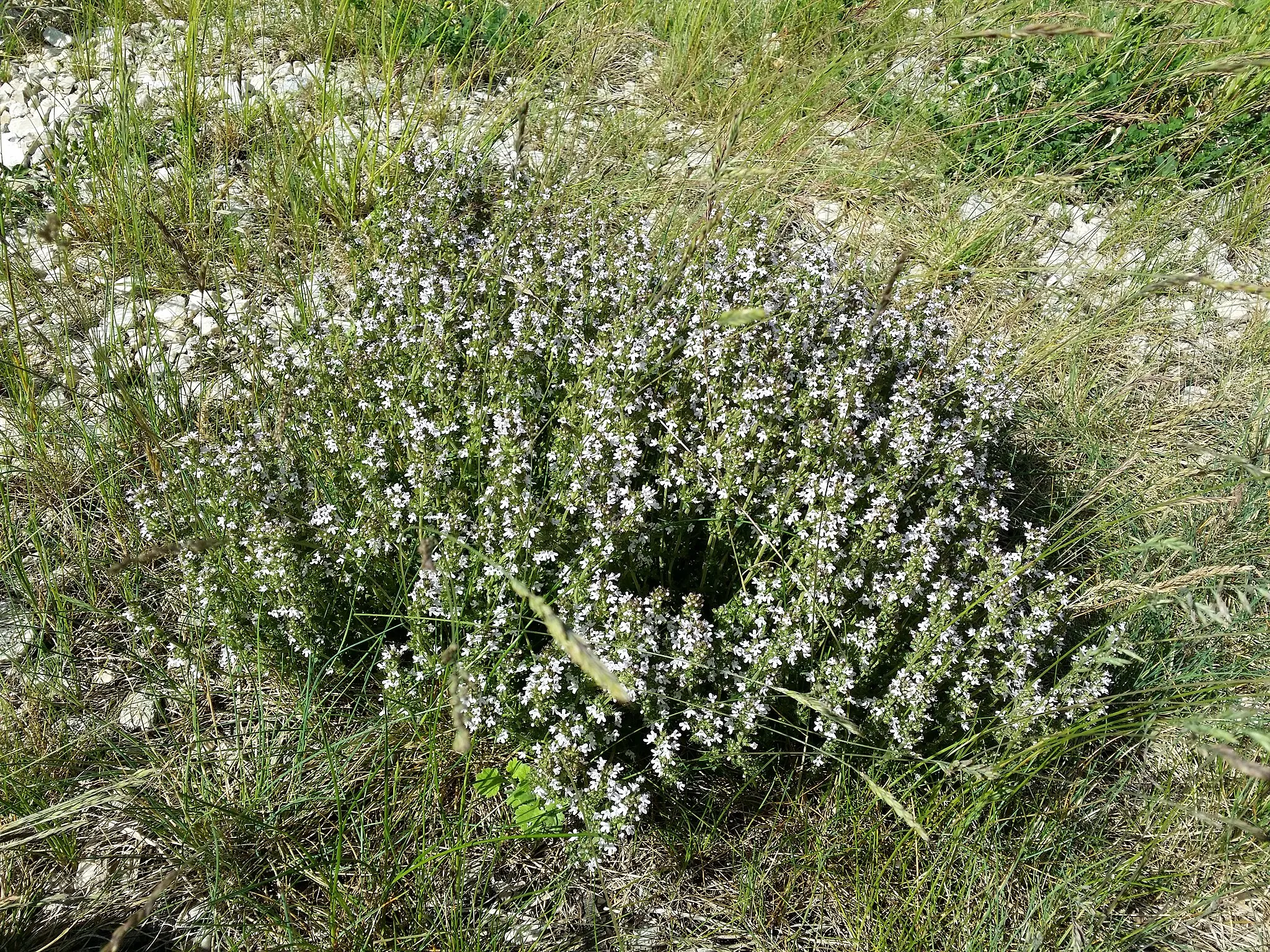 Photo showing: Habitus Taxonym: Thymus vulgaris ss Fischer et al. EfÖLS 2008 ISBN 978-3-85474-187-9
Location: Halmesberg southwest of Wetzelsdorf, district Mistelbach, Lower Austria - ca. 290 m a.s.l.
Habitat: ruderal area