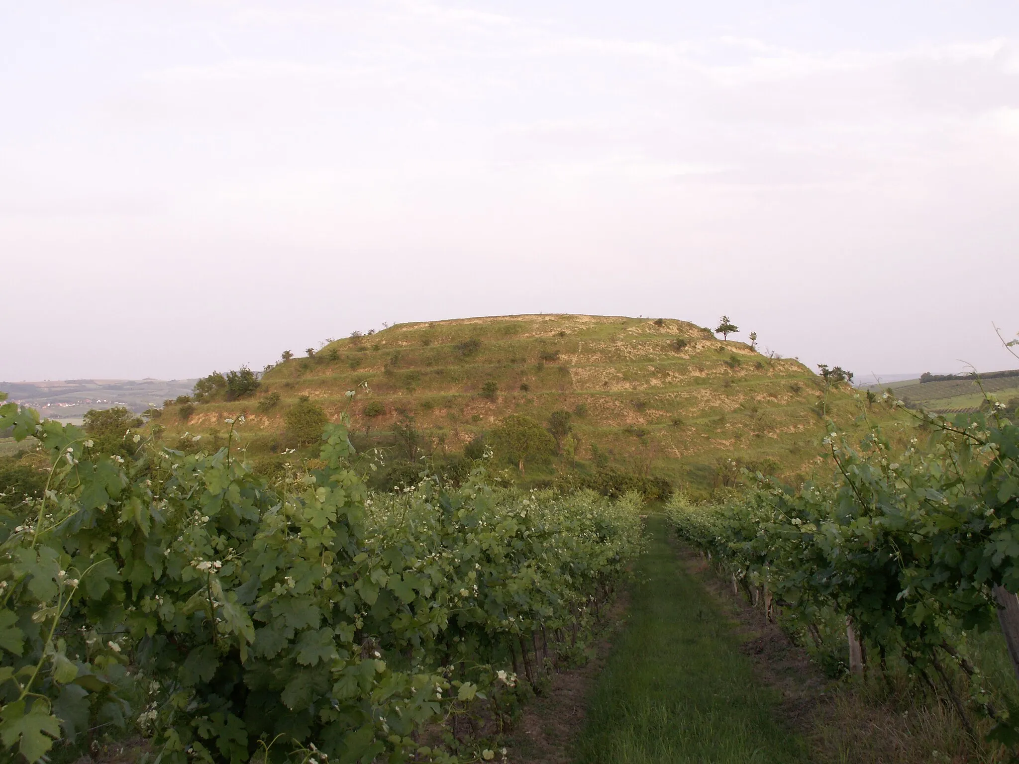 Photo showing: kóta Velká Slunečná (283,1 m n.m.) v Dunajovických vrších, součást národní přírodní památky Dunajovické kopce