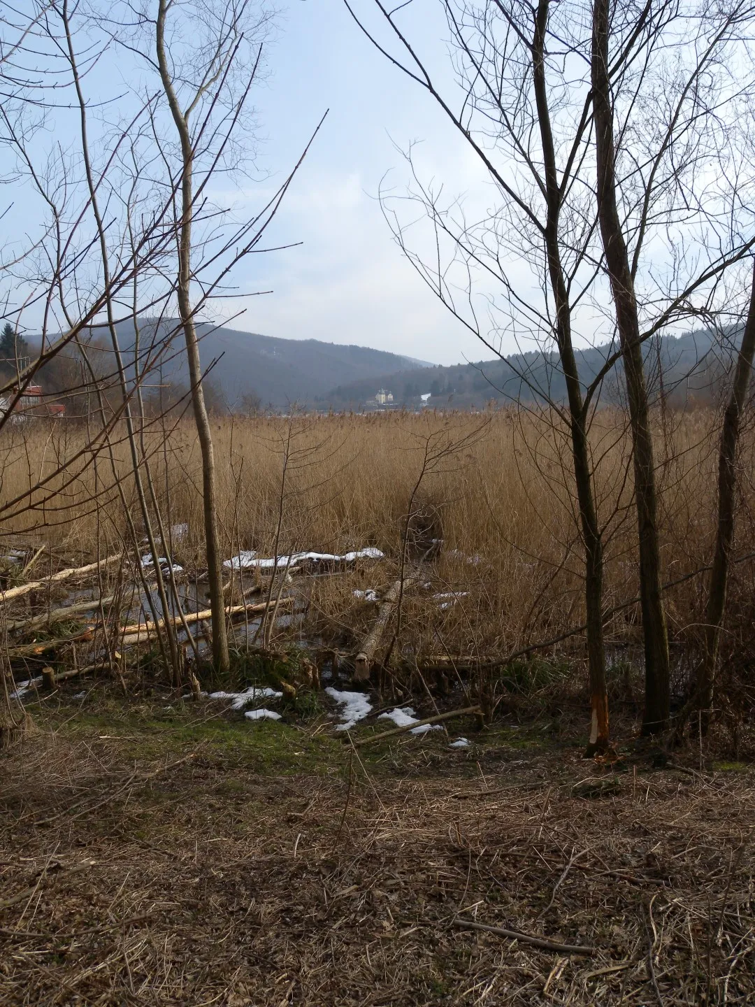 Photo showing: Impressionen am Wienerwaldsee in NIederösterreich