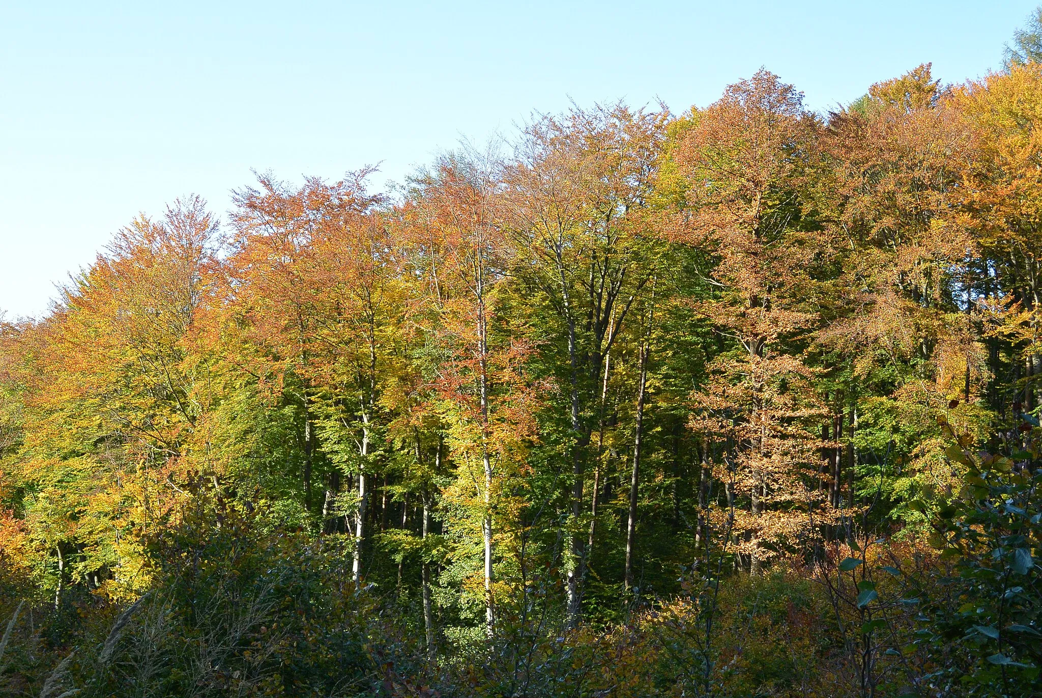 Photo showing: Tulbinger Kogel