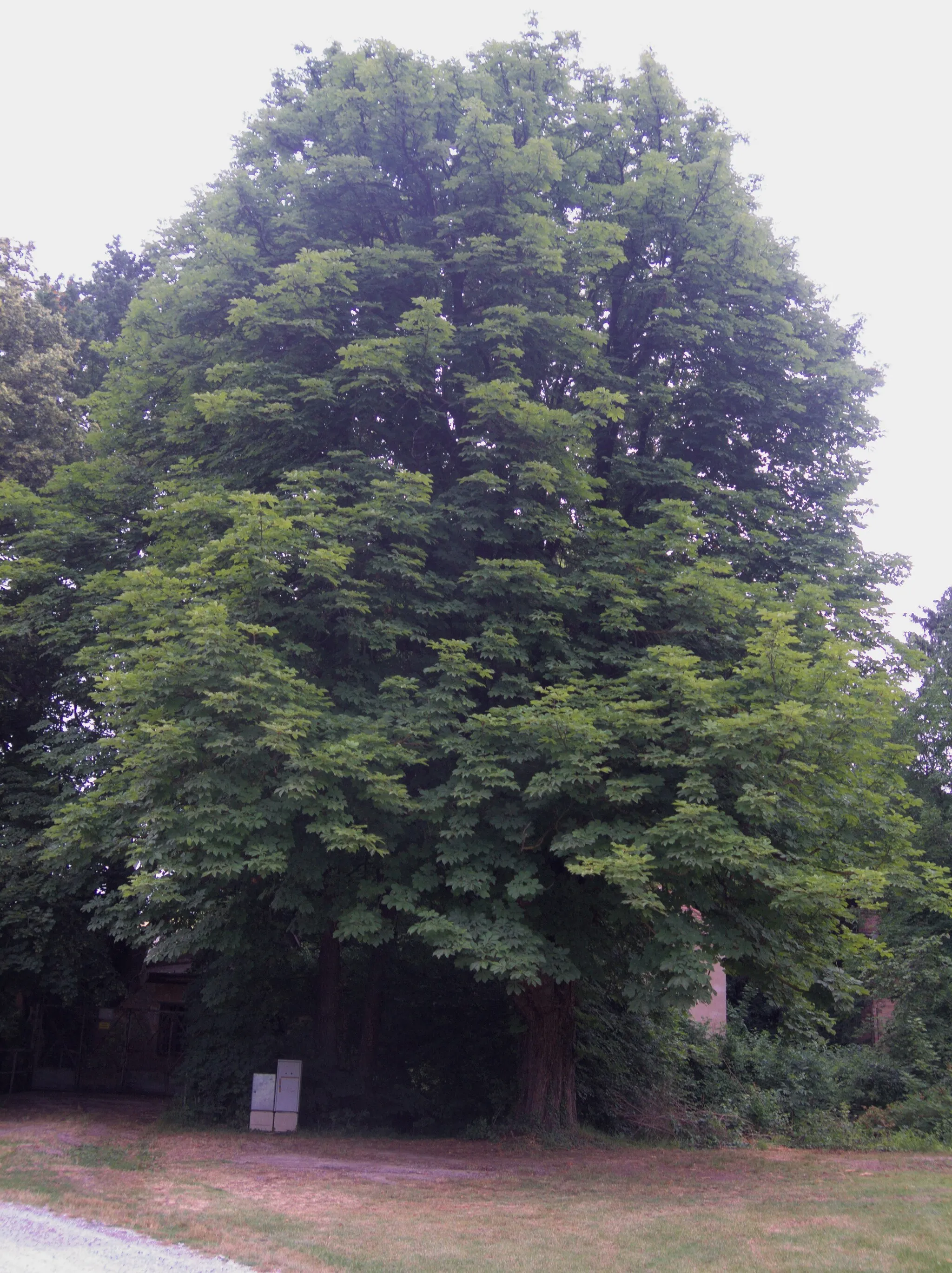 Photo showing: Rosskastaniebaum in Götzendorf an der Leitha