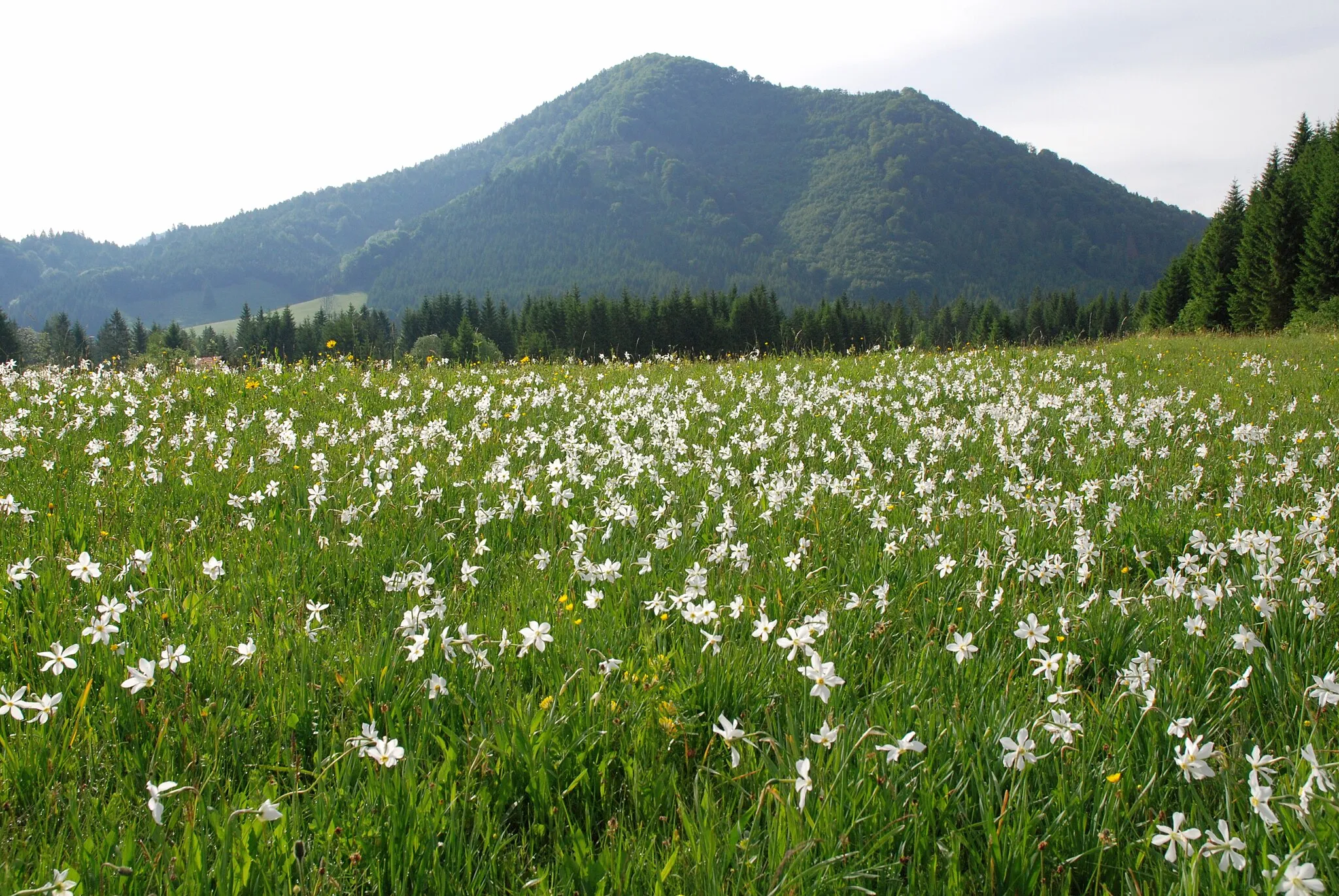 Photo showing: Narzissenwiese in der Talweitung Jaidhaus, Molln, Österreich