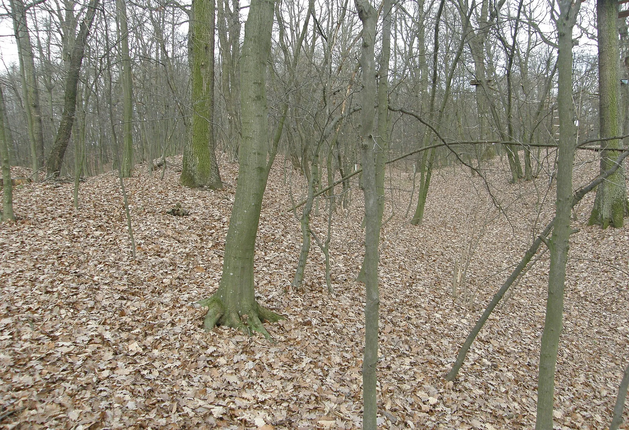 Photo showing: Befestigte Höhensiedlung Ochsenberg