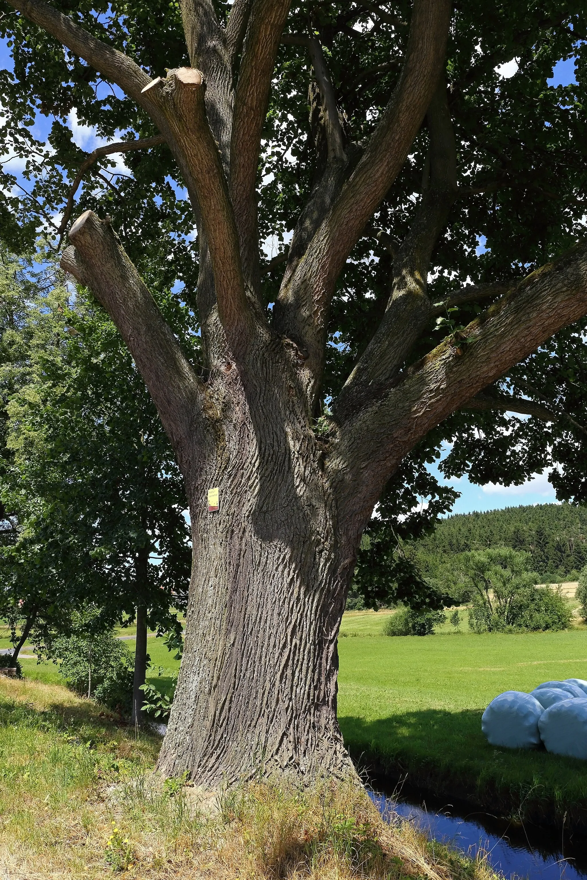 Photo showing: This media shows the natural monument in Lower Austria  with the ID ZT-148.