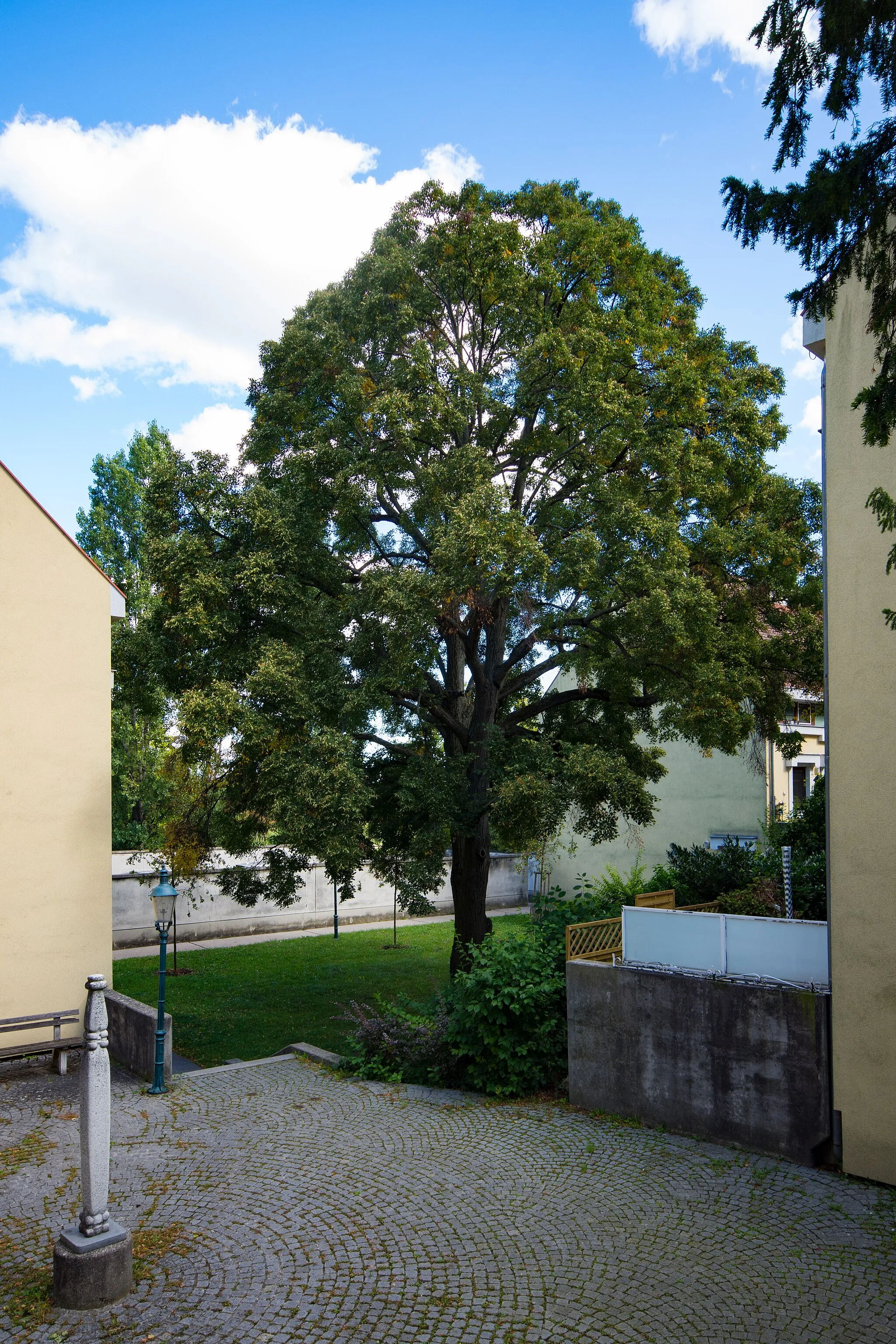 Photo showing: This media shows the natural monument in Vienna  with the ID 596.