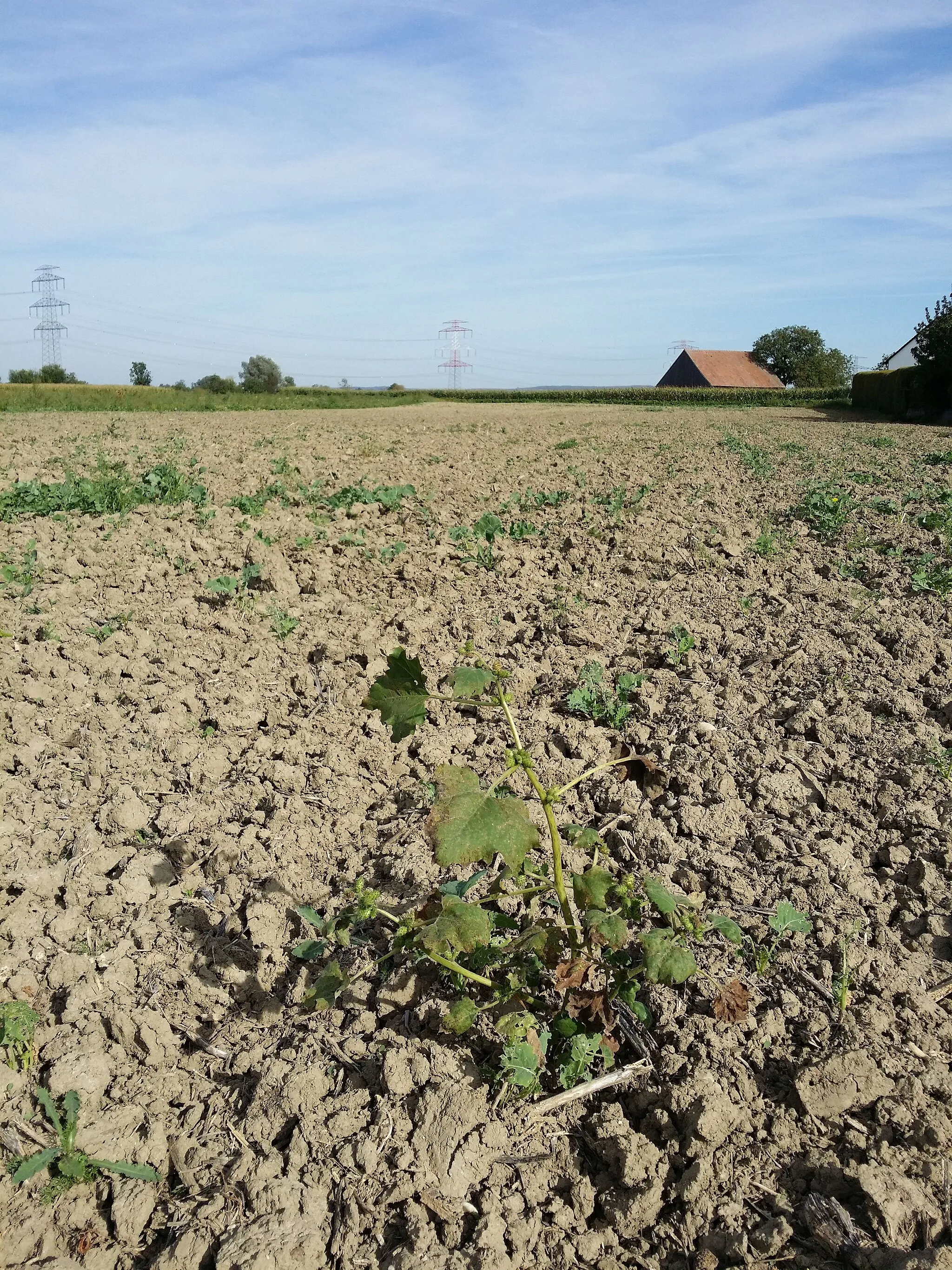 Photo showing: Habitat Taxonym: Xanthium strumarium ss Fischer et al. EfÖLS 2008 ISBN 978-3-85474-187-9
Location: 300 m west of Perzendorf, district Korneuburg, Lower Austria - ca. 180 m a.s.l.
Habitat: field