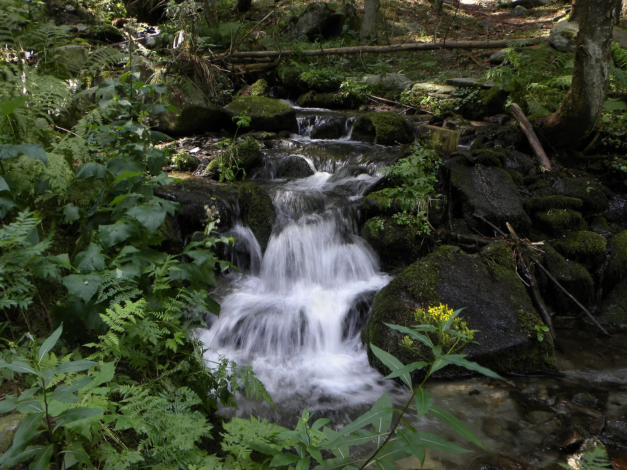 Photo showing: Wanderung von Mönichkirchen über den Hochwechsel nach Mariensee