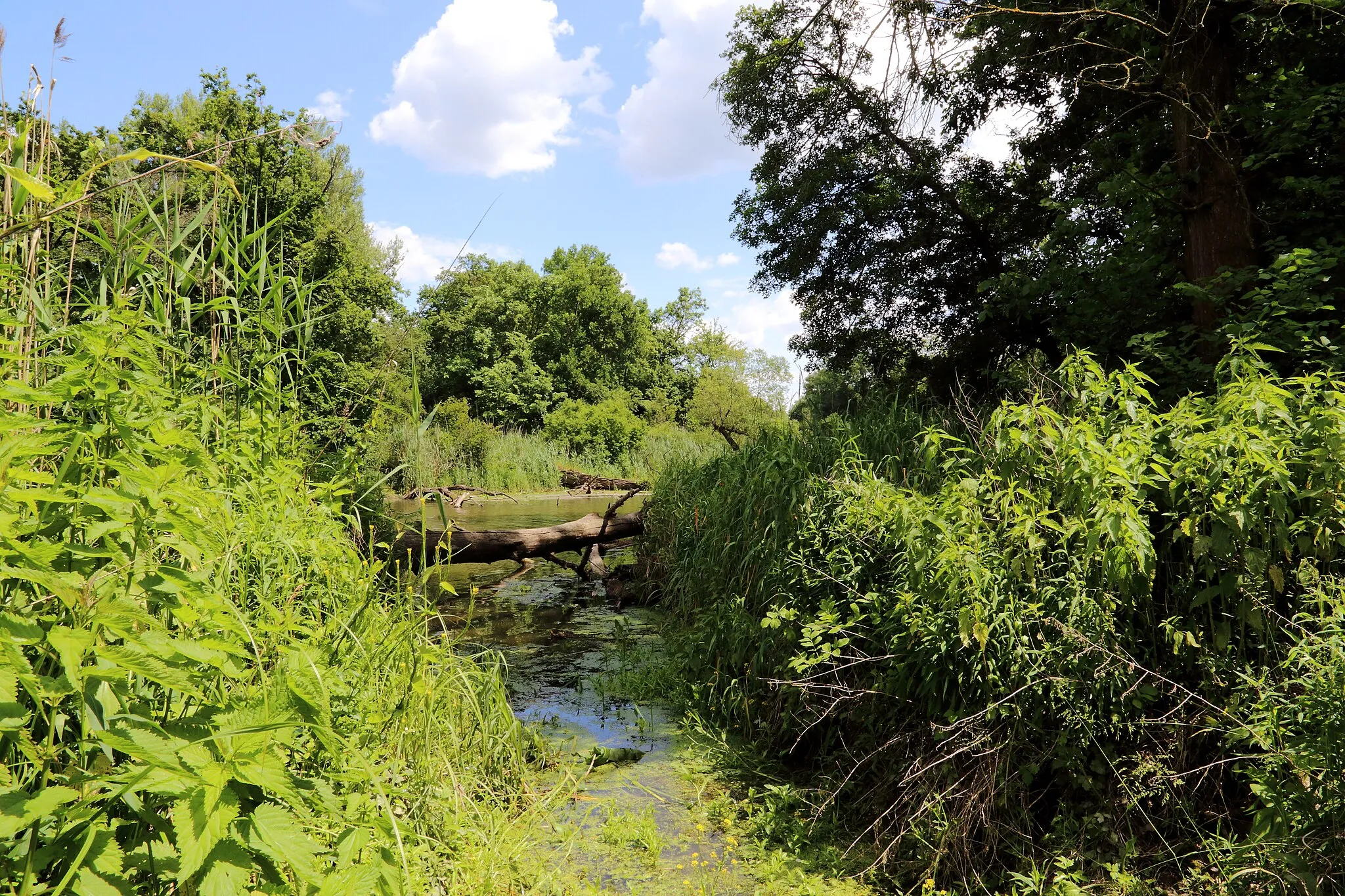 Photo showing: This media shows the nature reserve in Lower Austria  with the ID 8.