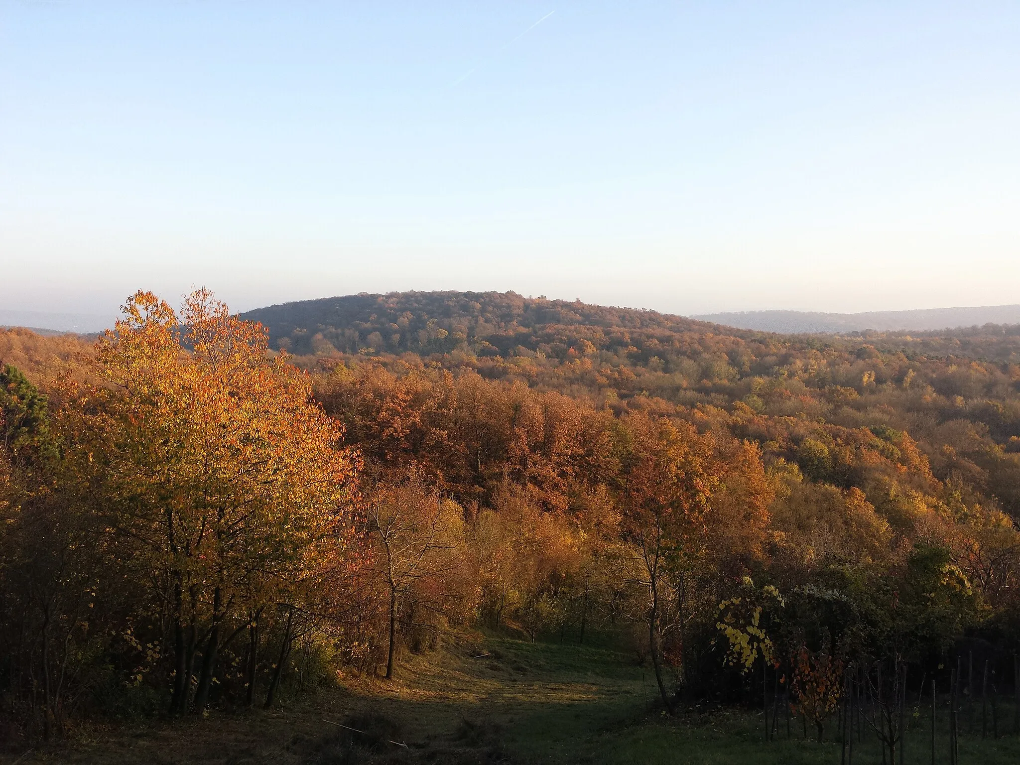Photo showing: View from Alter Hollenstein towards Höchberg, Rohrwald, district Korneuburg, Lower Austria