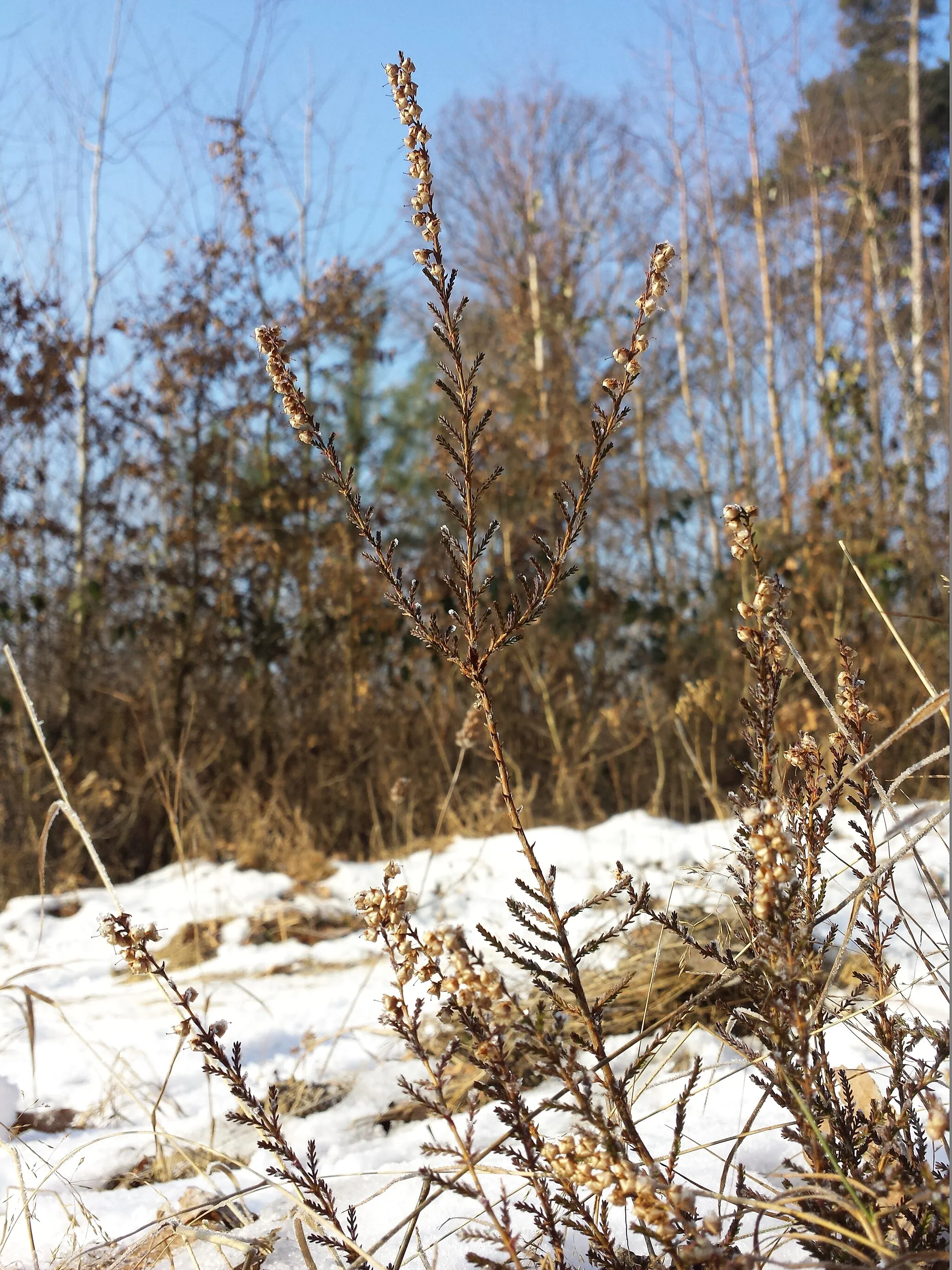 Photo showing: Habitus Taxonym: Calluna vulgaris ss Fischer et al. EfÖLS 2008 ISBN 978-3-85474-187-9
Location: Rohrwald, district Korneuburg, Lower Austria - ca. 300 m a.s.l.
Habitat: wood