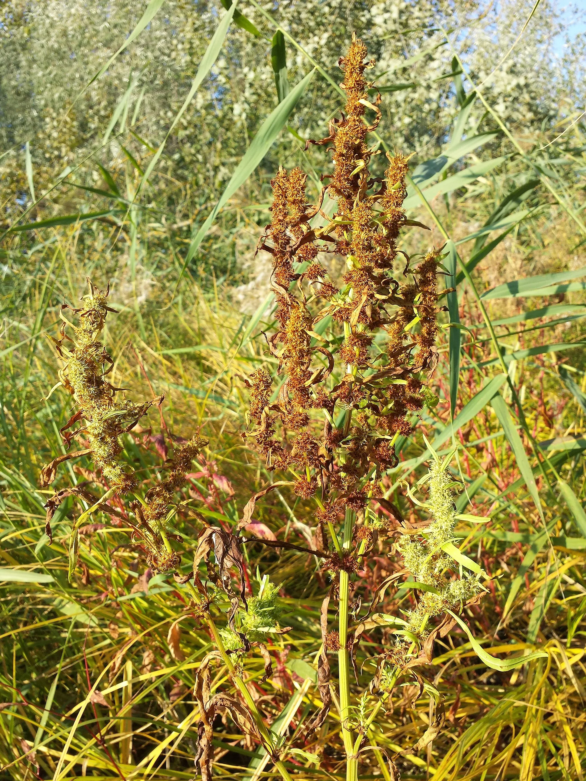 Photo showing: Infructescence Taxonym: Rumex maritimus ss Fischer et al. EfÖLS 2008 ISBN 978-3-85474-187-9
Location: pond southwest of Herrnleis, district Mistelbach, Lower Austria - ca. 260 m a.s.l.
Habitat: border of a pond