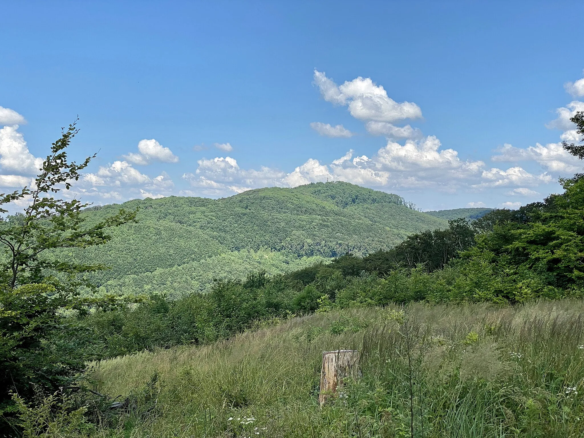 Photo showing: Blick von Zwei Gehängte auf den Hermannskogel in Wien.