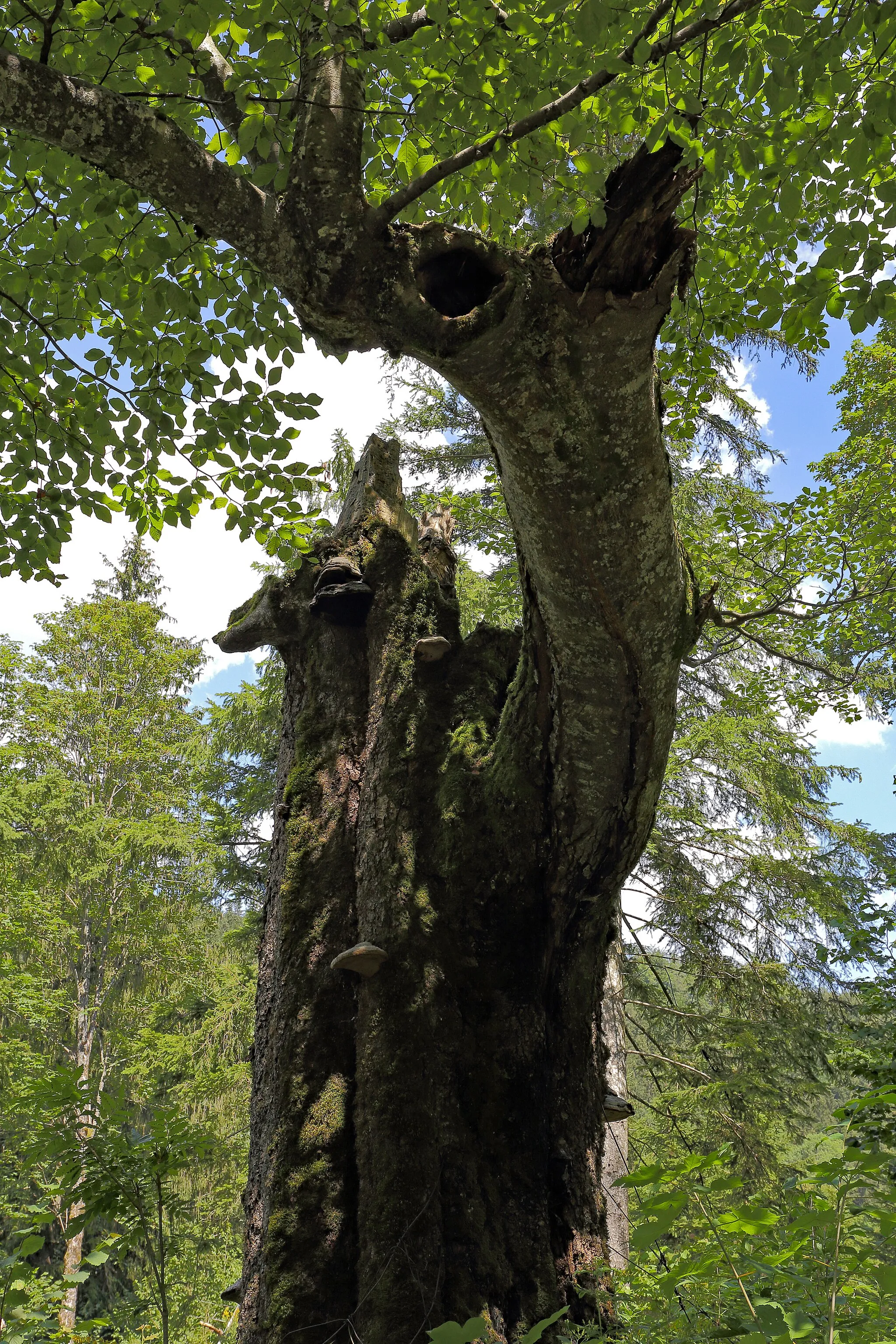 Photo showing: This media shows the natural monument in Lower Austria  with the ID SB-037.