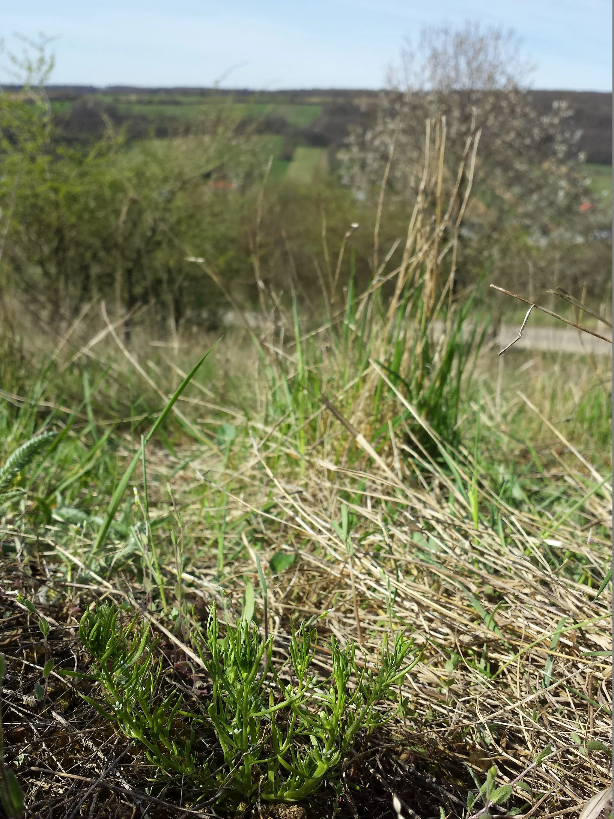 Photo showing: Habitat Taxonym: Thesium dollineri ss Fischer et al. EfÖLS 2008 ISBN 978-3-85474-187-9
Location: Am Hirschen near Unterolberndorf, district Mistelbach, Lower Austria - ca. 270 m a.s.l.
Habitat: semi-dry grassland