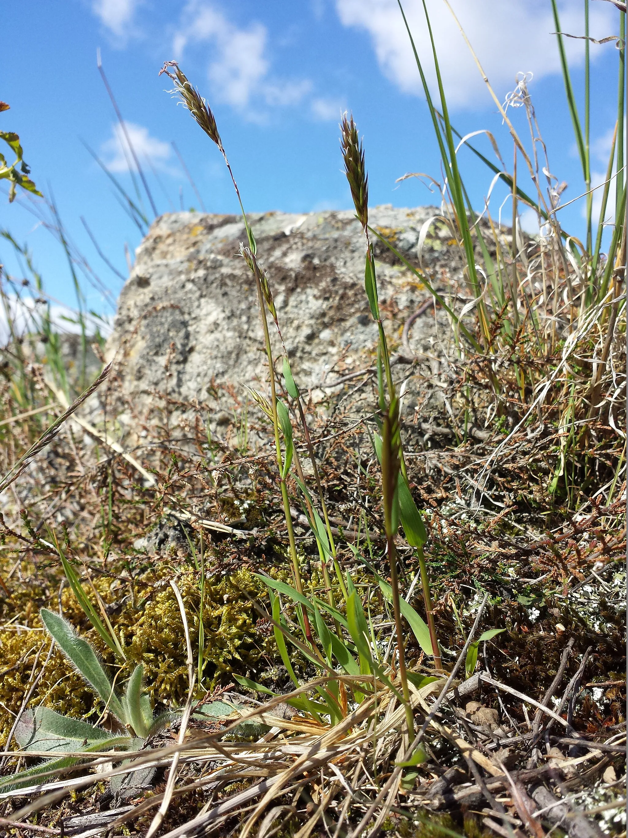 Photo showing: Habitus Taxonym: Anthoxanthum odoratum ss Fischer et al. EfÖLS 2008 ISBN 978-3-85474-187-9
Location: Gollitsch near Retz, district Hollabrunn, Lower Austria - ca. 300 m a.s.l.
Habitat: dry grassland
