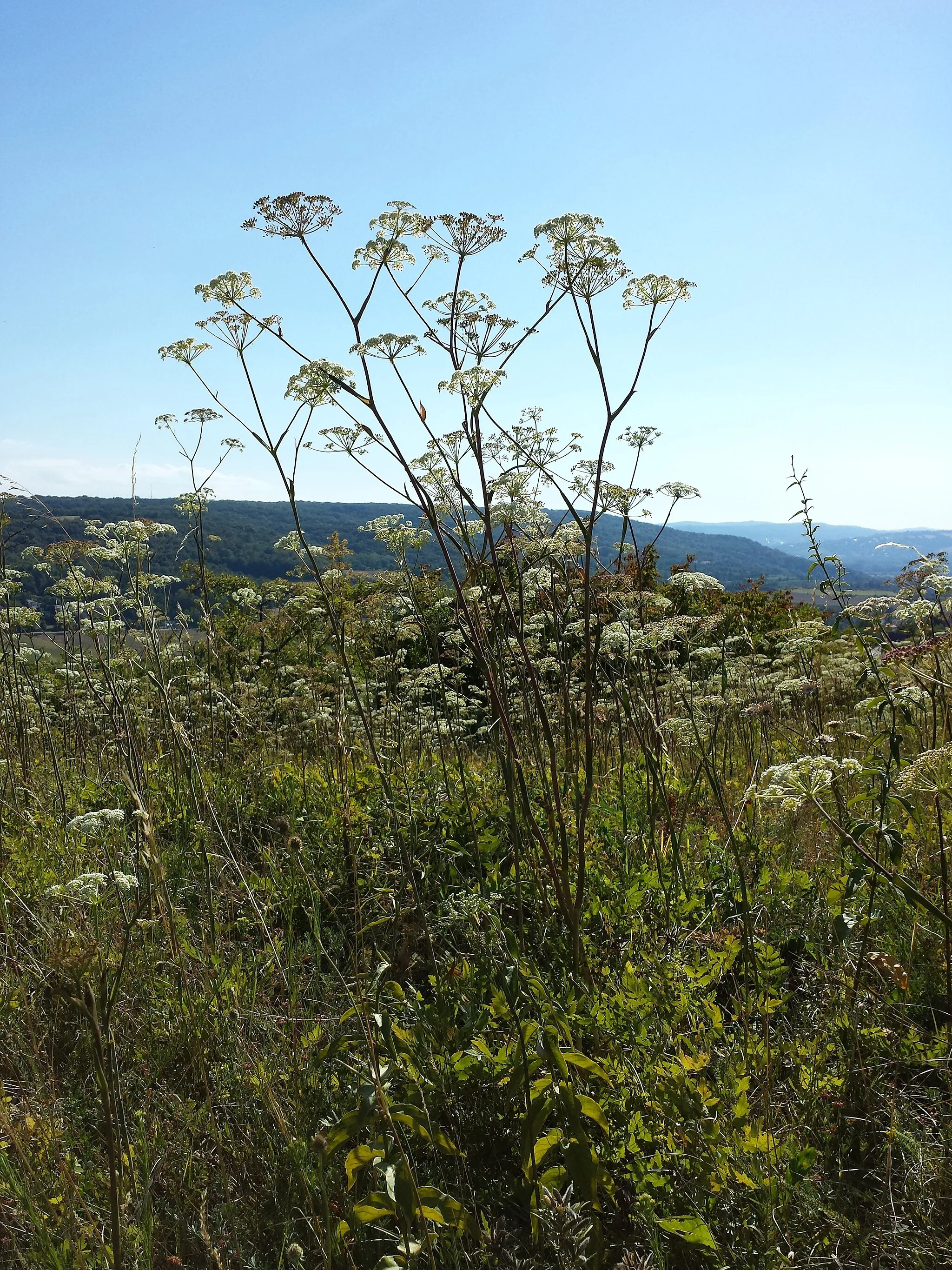 Photo showing: Habitus Taxon: Cervaria rivini (sensu Fischer et al. EfÖLS 2008)
Location: natual monument Kronawettberg near Hagenbrunn, district Korneuburg, Lower Austria - ca. 280 m a.s.l.
Habitat: dry grassland