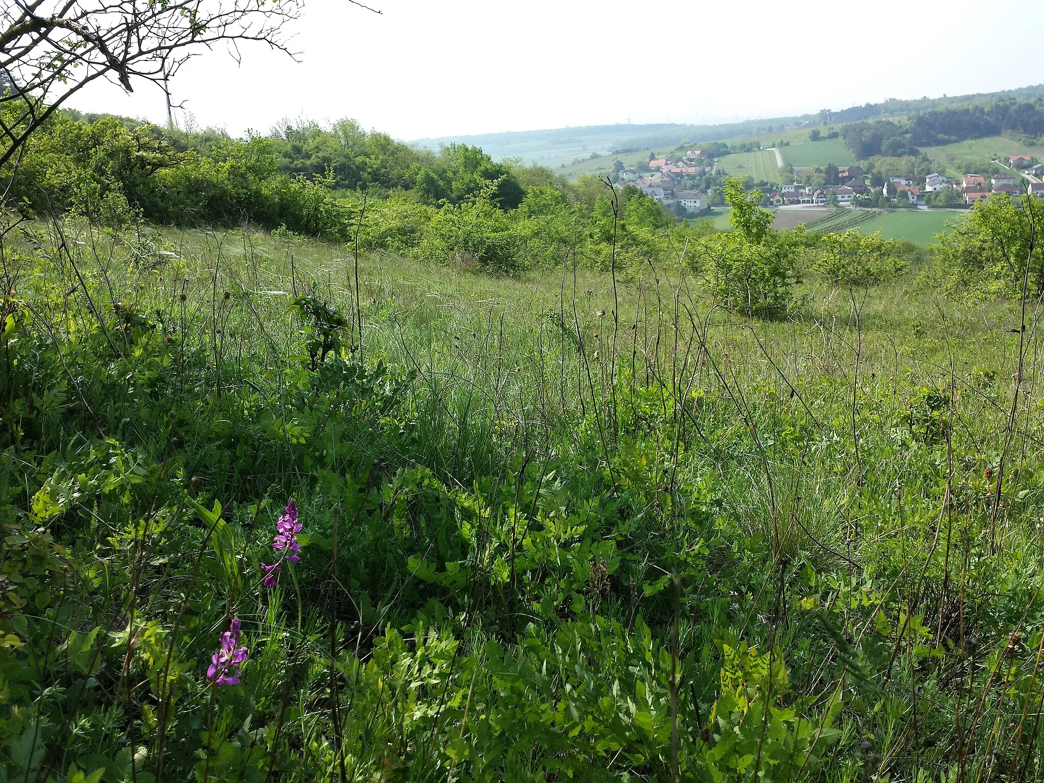 Photo showing: This media shows the natural monument in Lower Austria  with the ID KO-043.