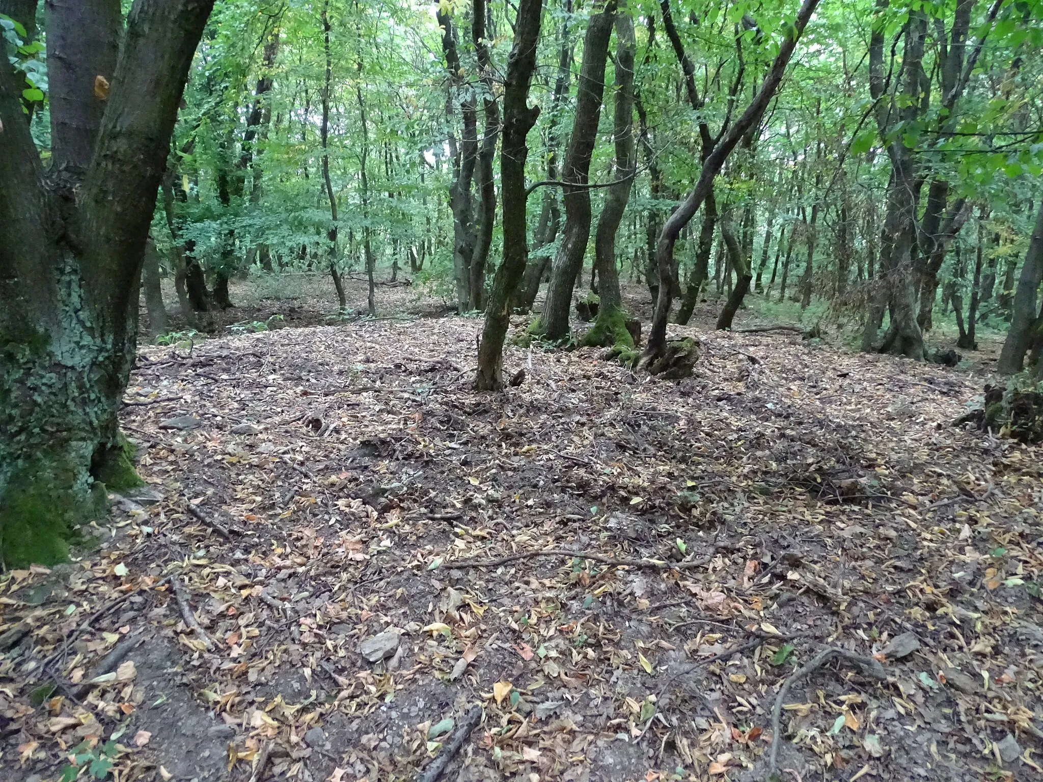 Photo showing: Die Gipfelregion des Heiderberges bei Donnerskirchen