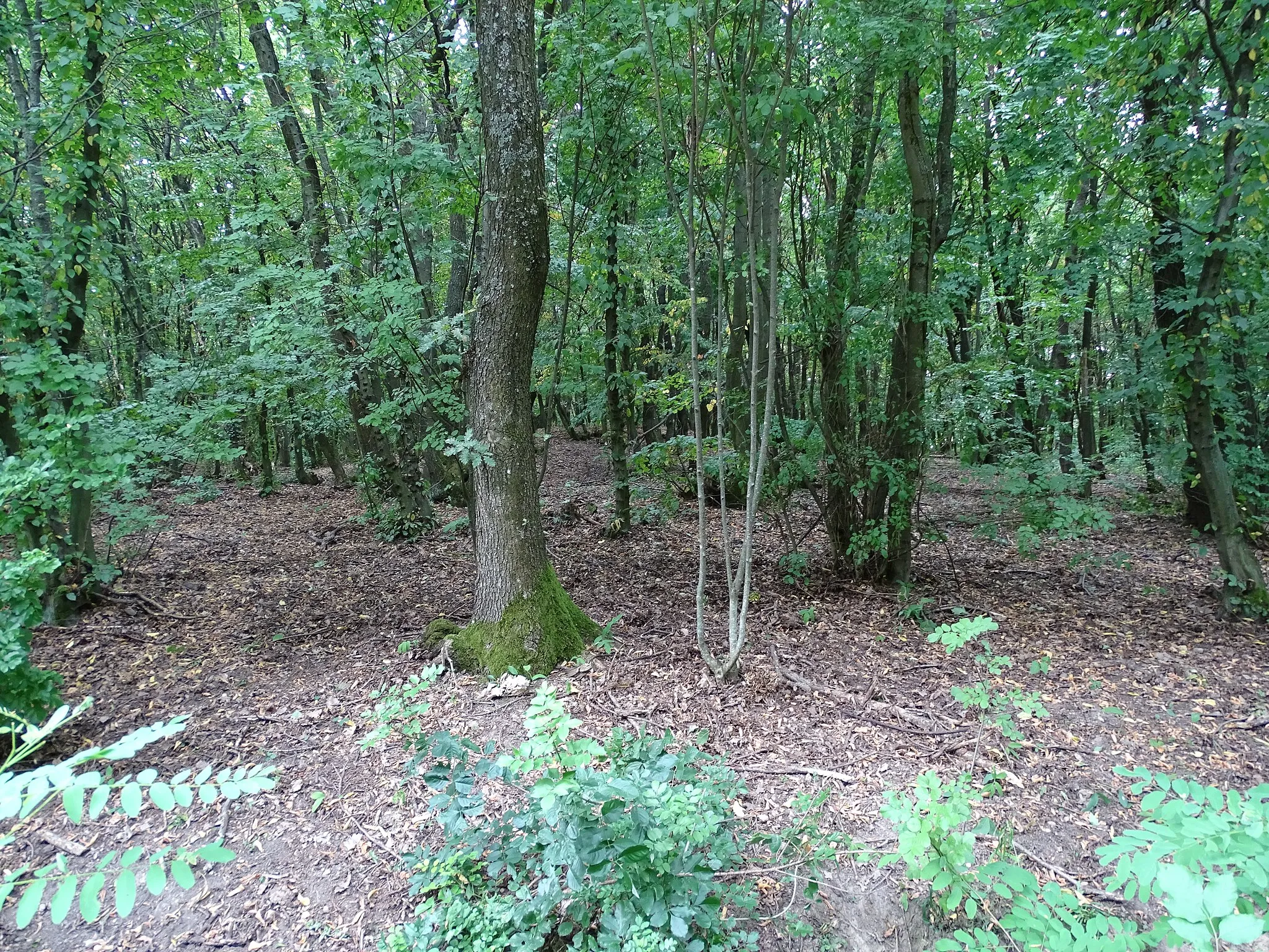 Photo showing: Die Gipfelregion des Heiderberges bei Donnerskirchen