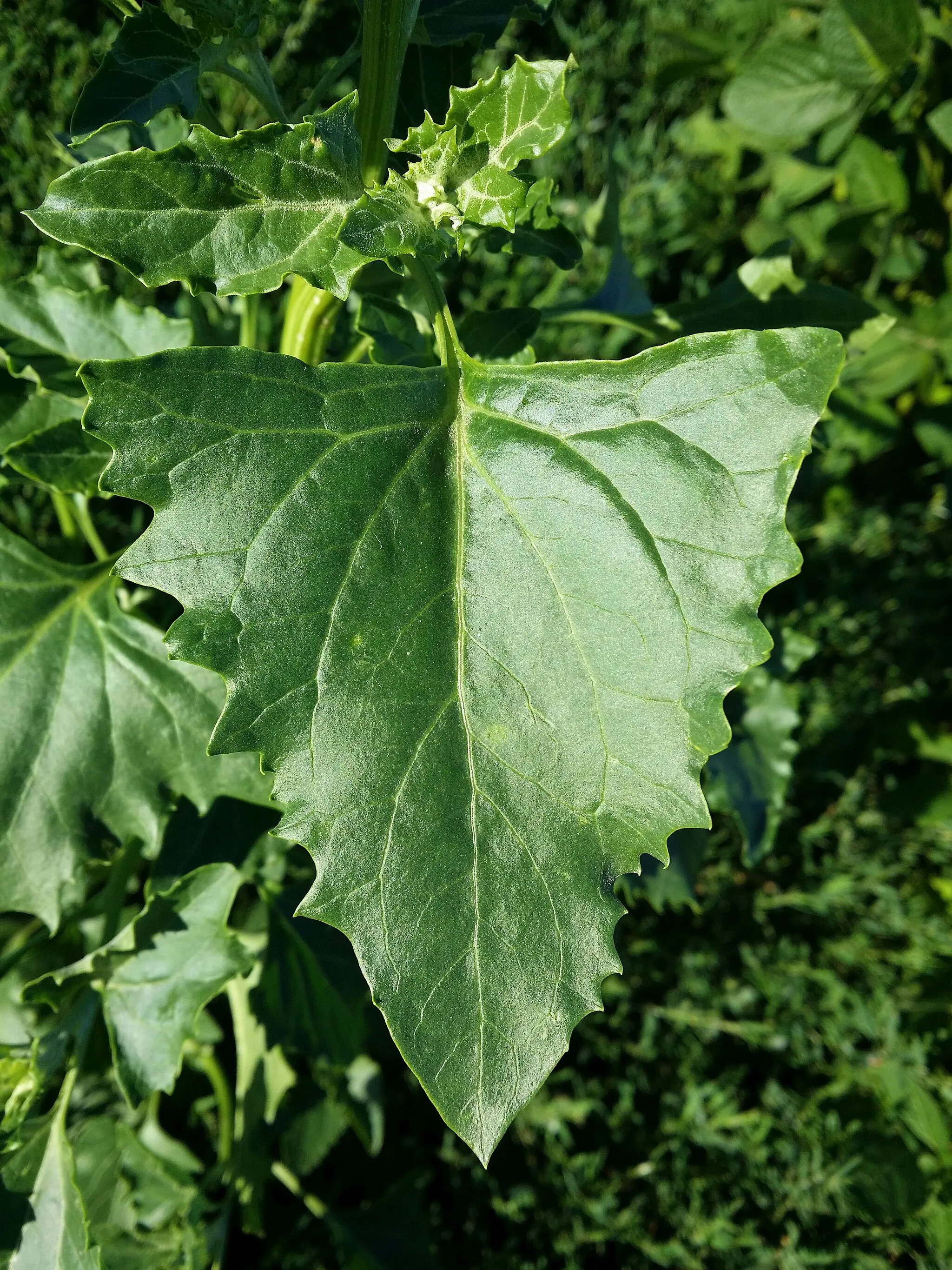 Photo showing: Leaf Taxonym: Chenopodium urbicum ss Fischer et al. EfÖLS 2008 ISBN 978-3-85474-187-9
Location: next to Schaflerhof near Oberrohrbach, district Korneuburg, Lower Austria - ca. 260 m a.s.l.
Habitat: wayside