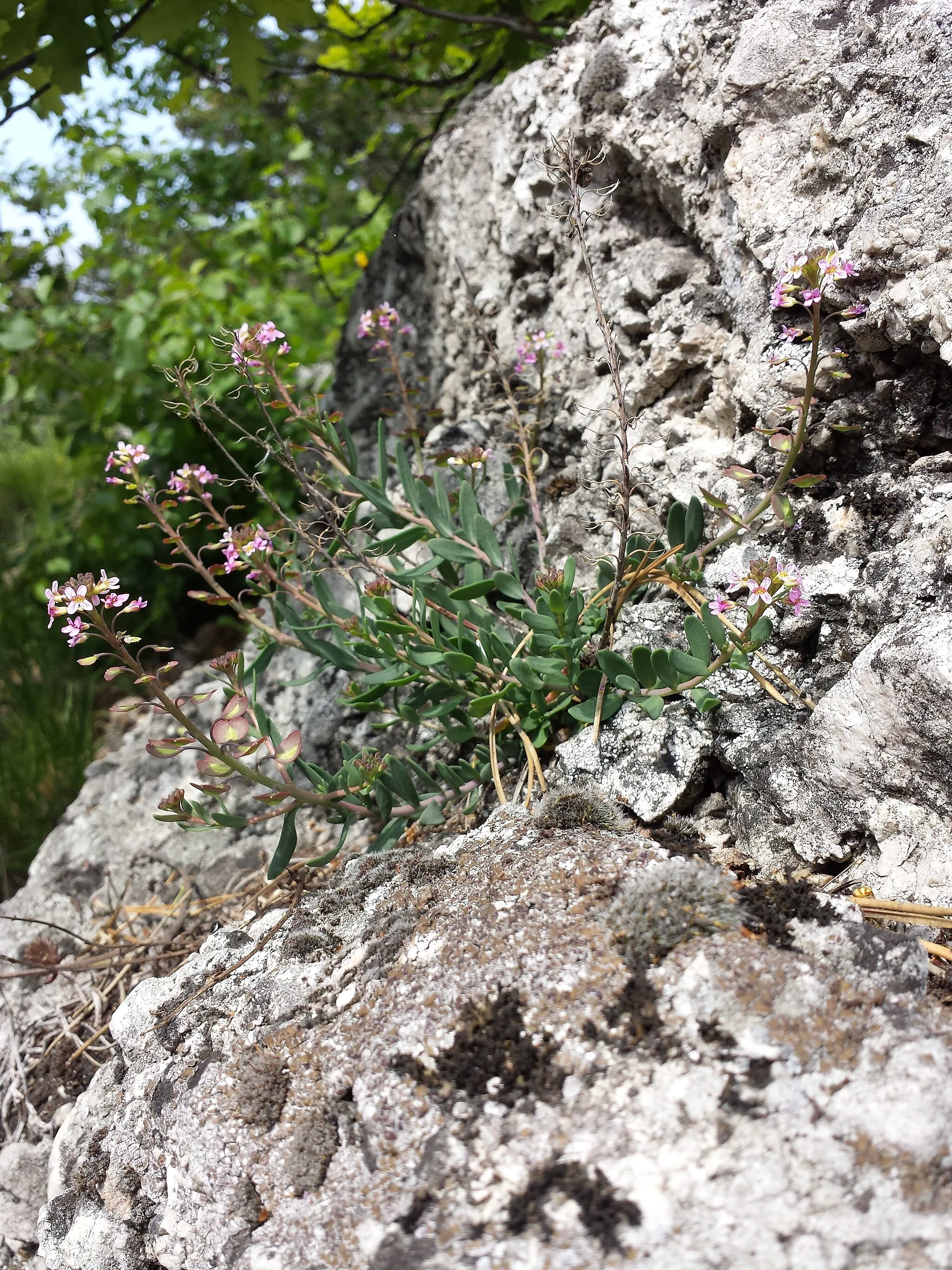 Photo showing: Habitus Taxonym: Aethionema saxatile (s. str.) ss Fischer et al. EfÖLS 2008 ISBN 978-3-85474-187-9
Location: Harzberg bei Bad Vöslau, district Baden, Lower Austria - ca. 340 m a.s.l.
Habitat: carbonate rocks