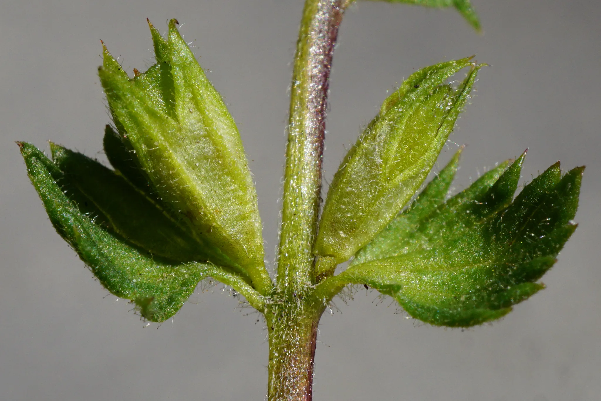 Photo showing: Eyebright (Euphrasia officinalis), Gmunden, Oberösterreich, Österreich