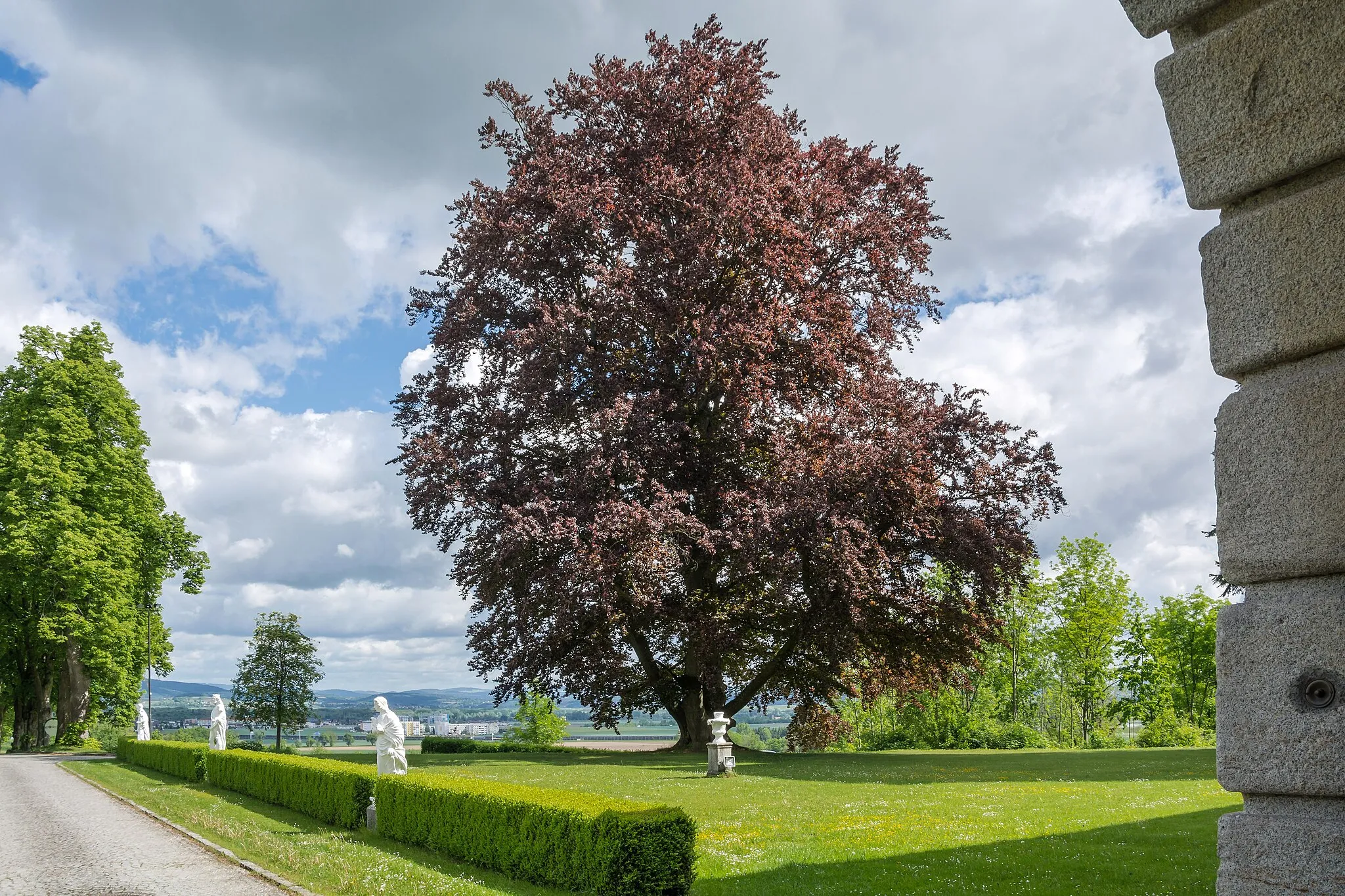 Photo showing: This media shows the natural monument in Upper Austria with the ID nd582 (Blutbuche).