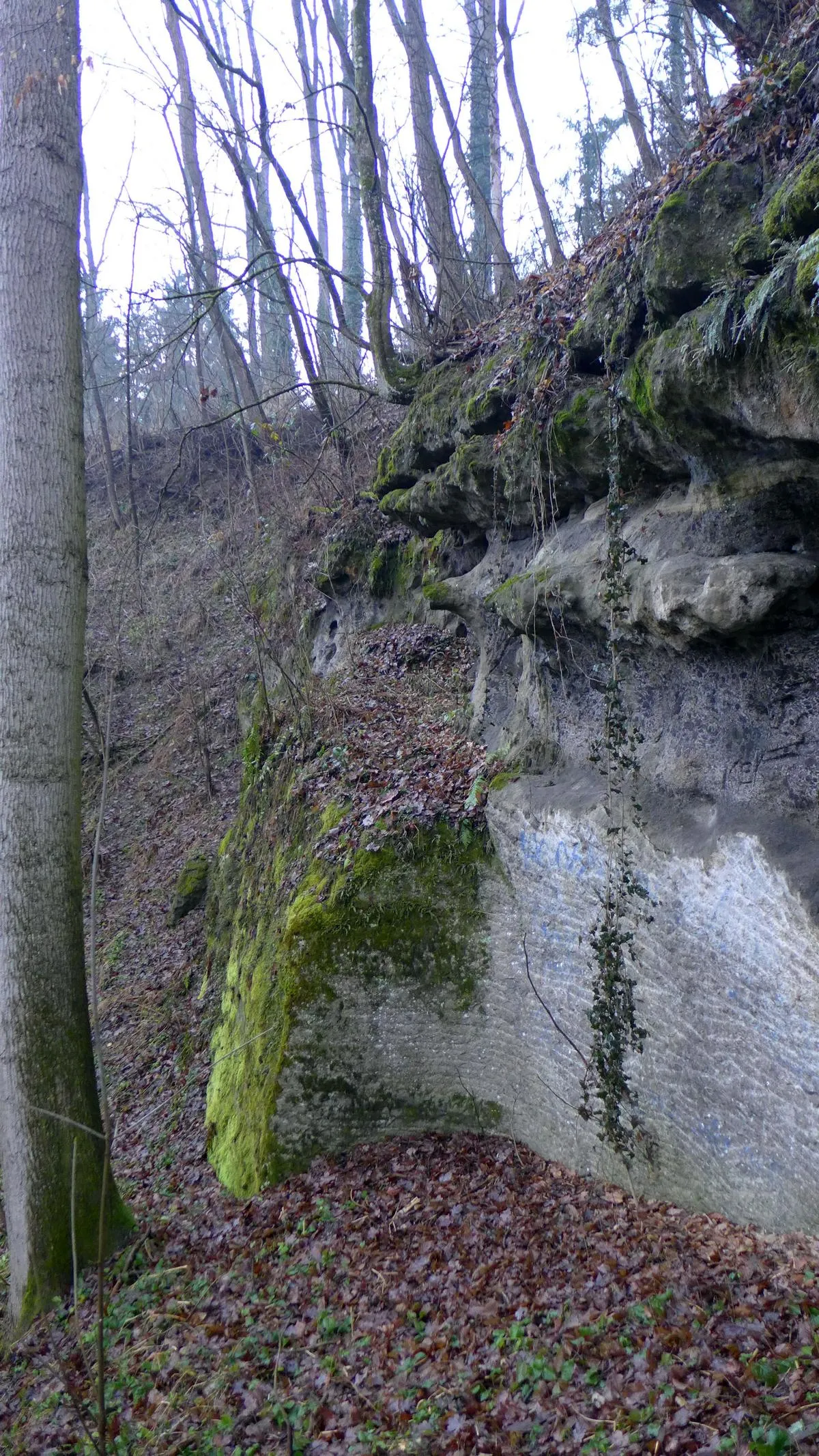 Photo showing: Im Südwesten von Lanzenberg bei Perg in Oberösterreich finden sich aufgelassene Mühlsteinbrüche im sogenannten Kerngraben. Die Brüche sind durch die Zeitlingerbergstraße voneinander getrennt. Der östliche Steinbruch ist grossteils verschüttet und nur mehr teilweise erkennbar. Das Foto zeigt noch sichtbare Hauspuren im oberen Teil der östlichen Steinbruchwand.