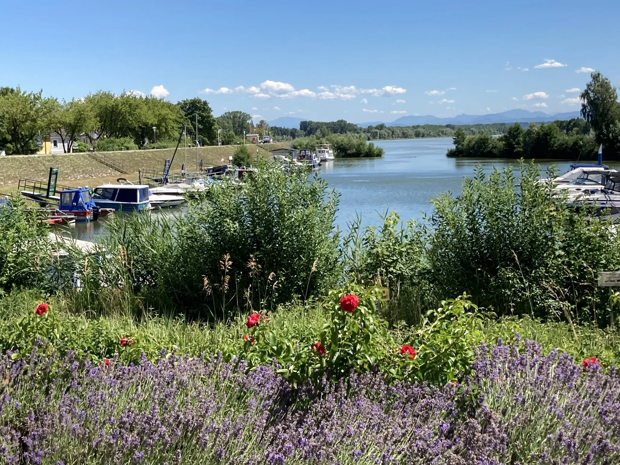 Photo showing: the boat harbour of Au on the Danube, in the municipality of Naarn.