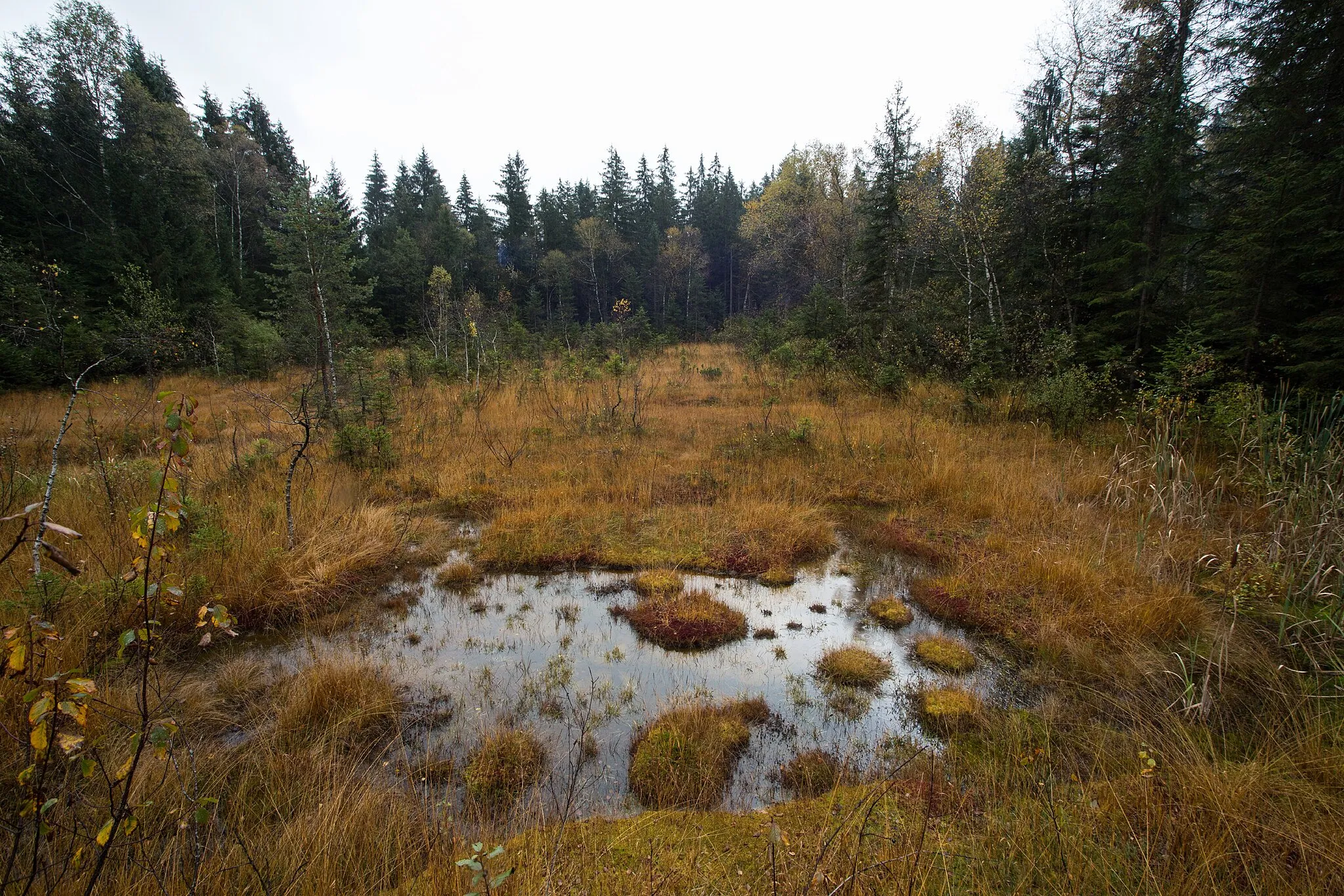 Photo showing: This media shows the natural monument in Salzburg  with the ID NDM00151.