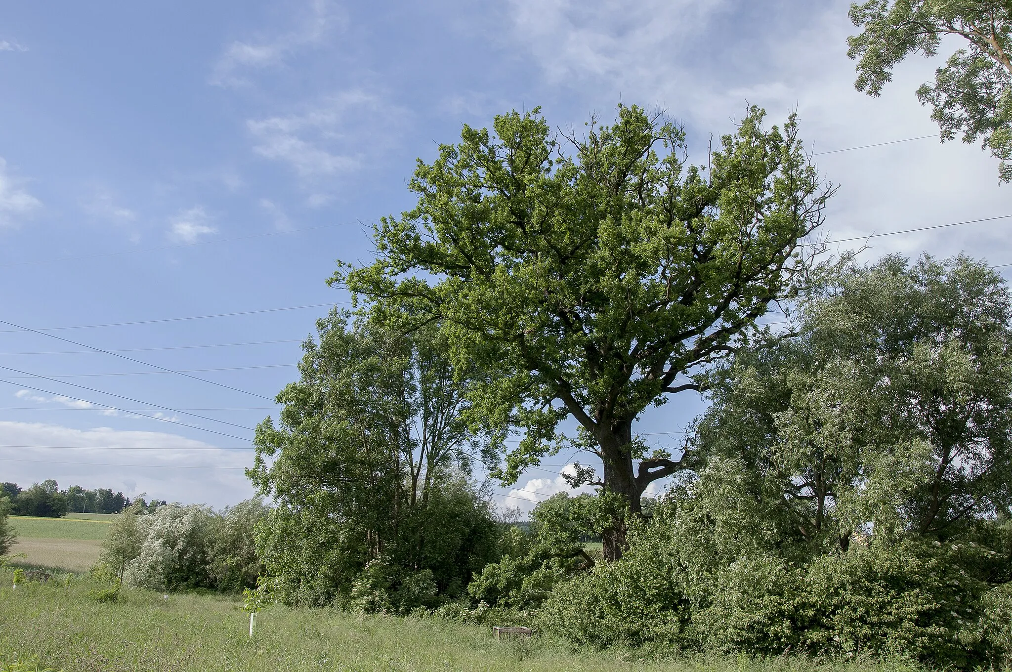 Photo showing: This media shows the natural monument in Upper Austria  with the ID nd538.