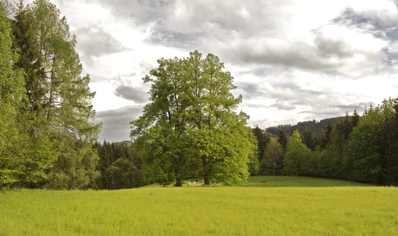 Photo showing: This media shows the natural monument in Upper Austria  with the ID nd666.