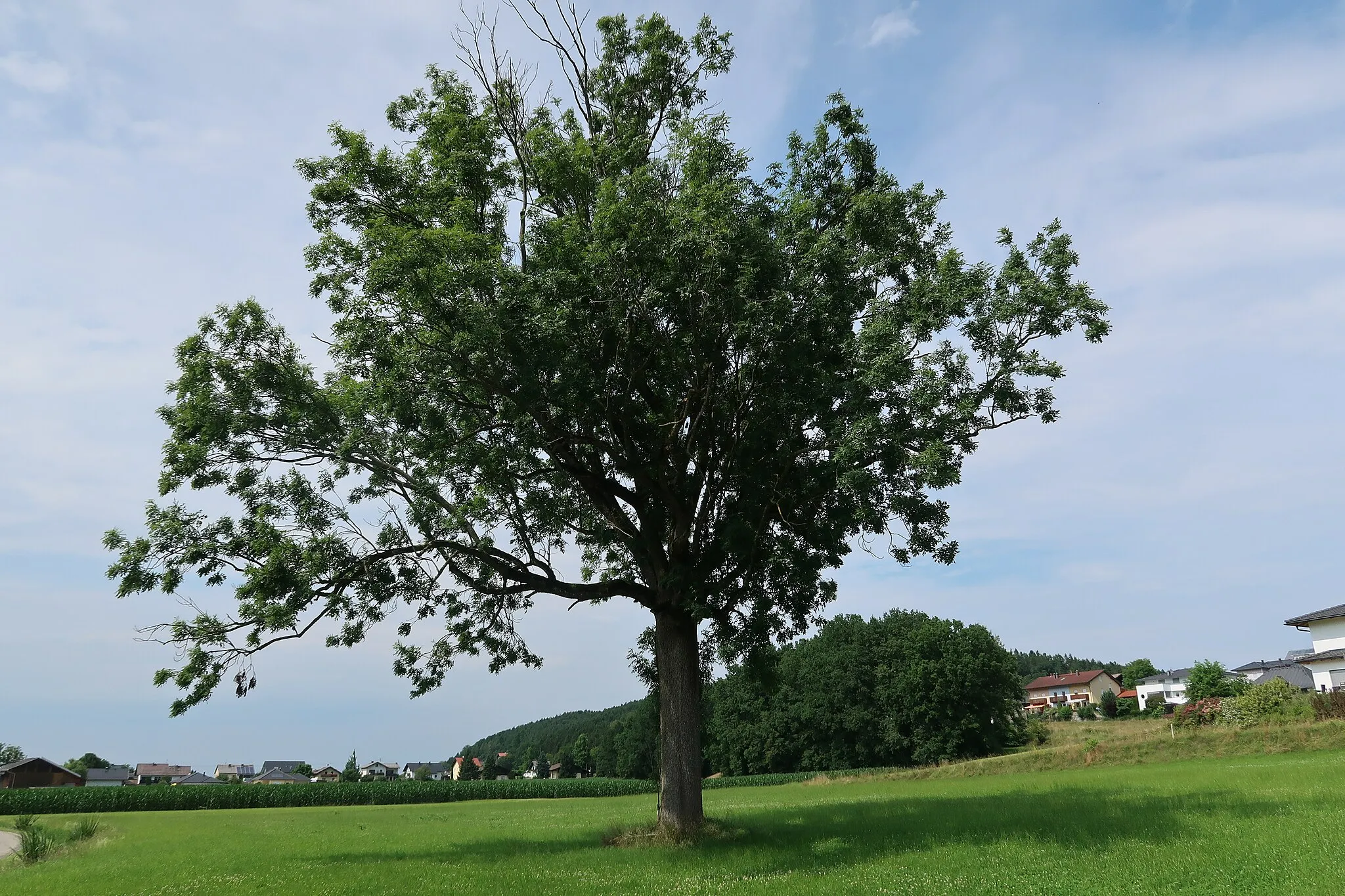 Photo showing: old ash tree in the neighborhood of Saint Barbara chapel (Schalchen)