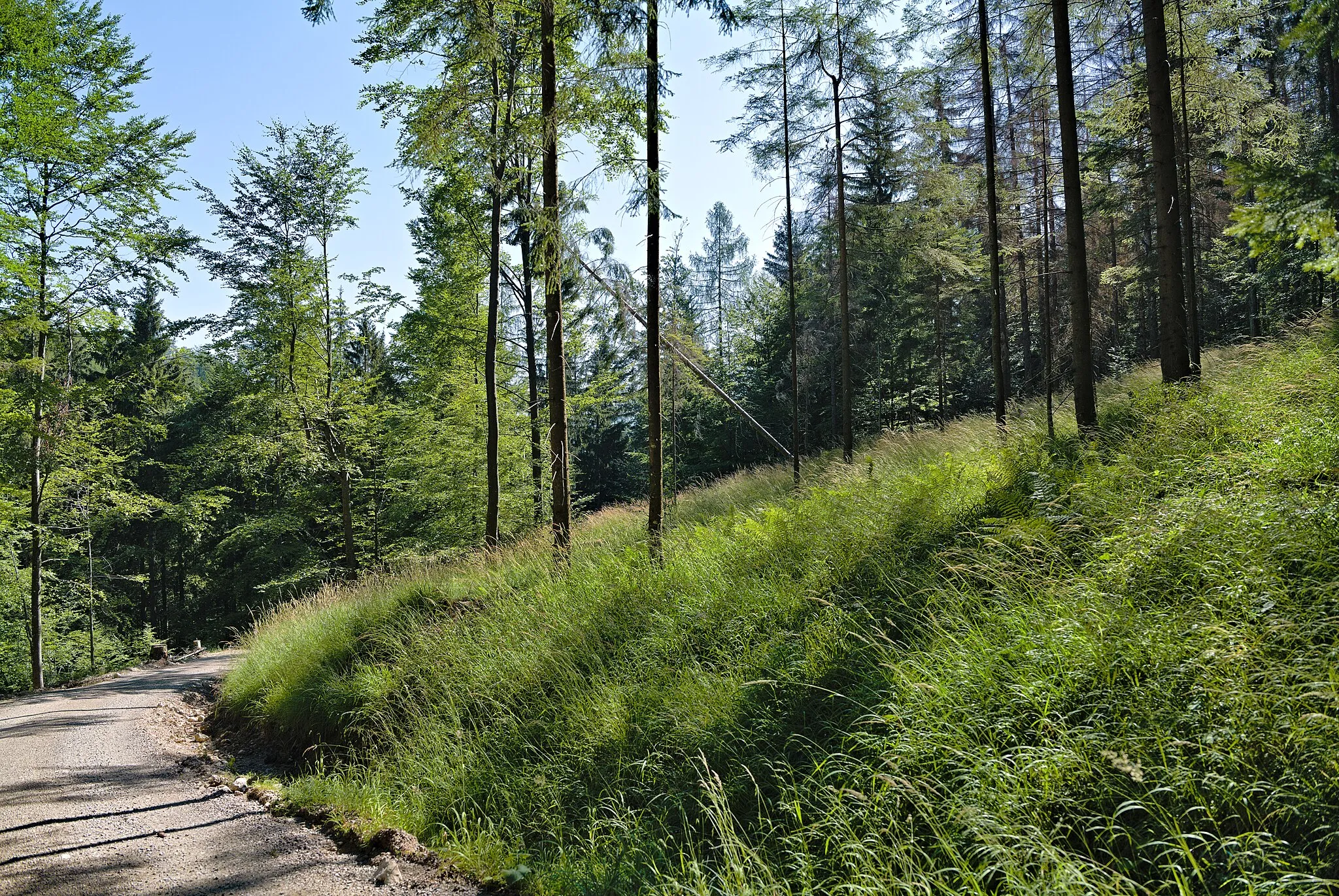 Photo showing: Track in the Kalkalpen national park near the UNESCO natural world heritage site Ancient and Primeval Beech Forests of the Carpathians and Other Regions of Europe site Kalkalpen - Wilder Graben.