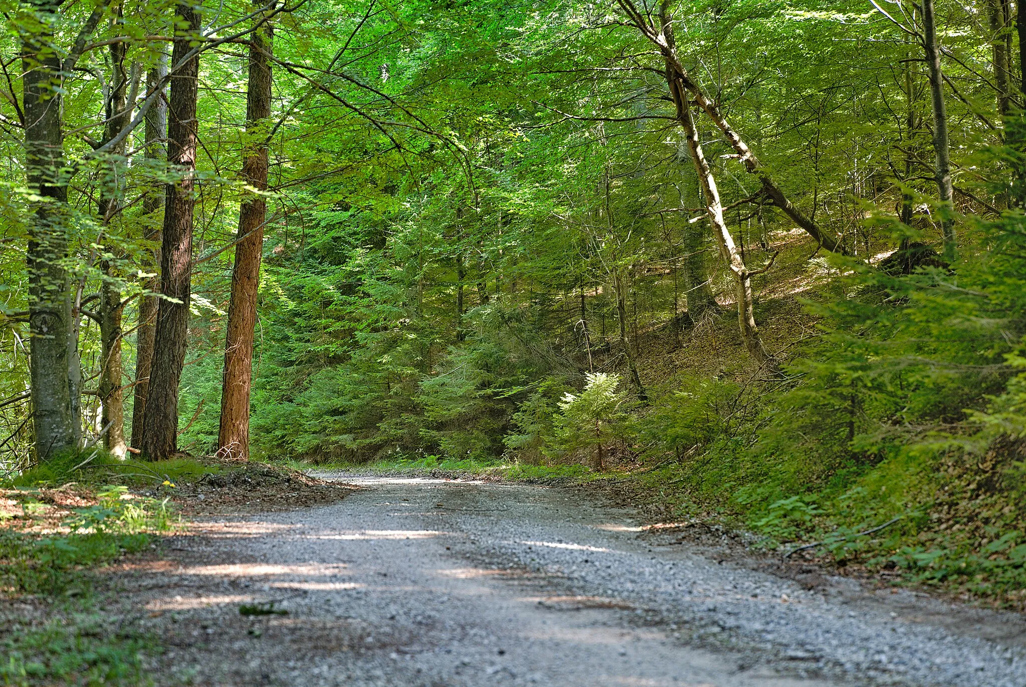 Photo showing: Track in the Kalkalpen national park near the UNESCO natural world heritage site Ancient and Primeval Beech Forests of the Carpathians and Other Regions of Europe site Kalkalpen - Wilder Graben.