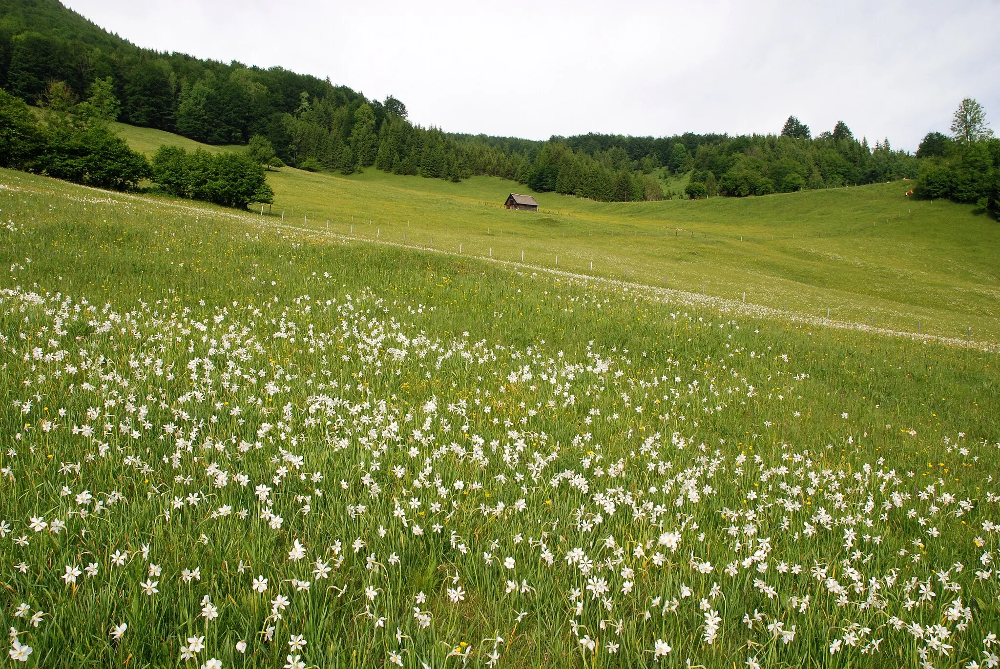 Photo showing: This media shows the nature reserve in Upper Austria  with the ID n155.