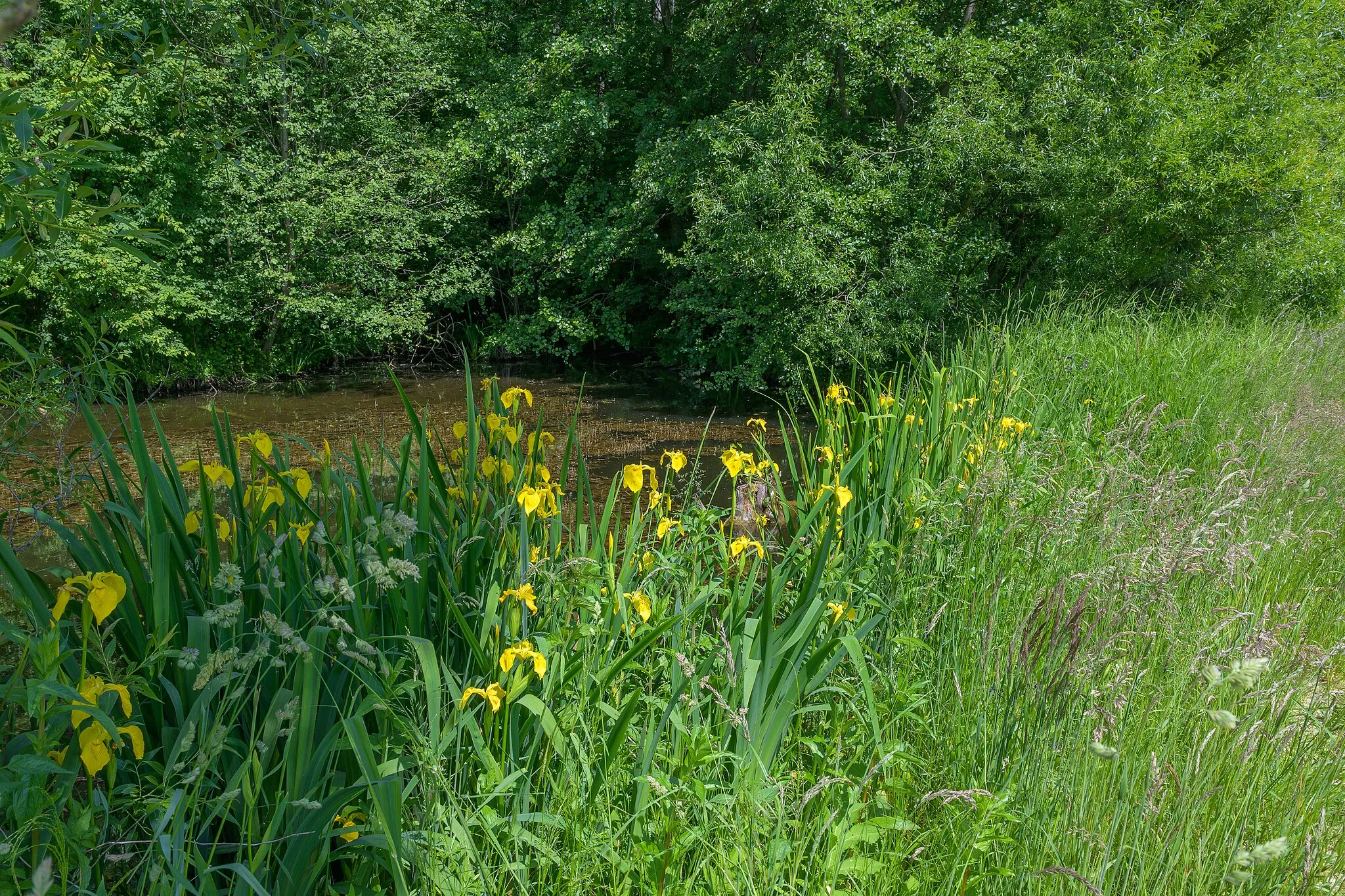 Photo showing: The nature reserve Hangwälder Ritzlhof (n158) is located on the left side of the Krems river in Ansfelden. Water irises grow on the edge of a small pond in the nature reserve.