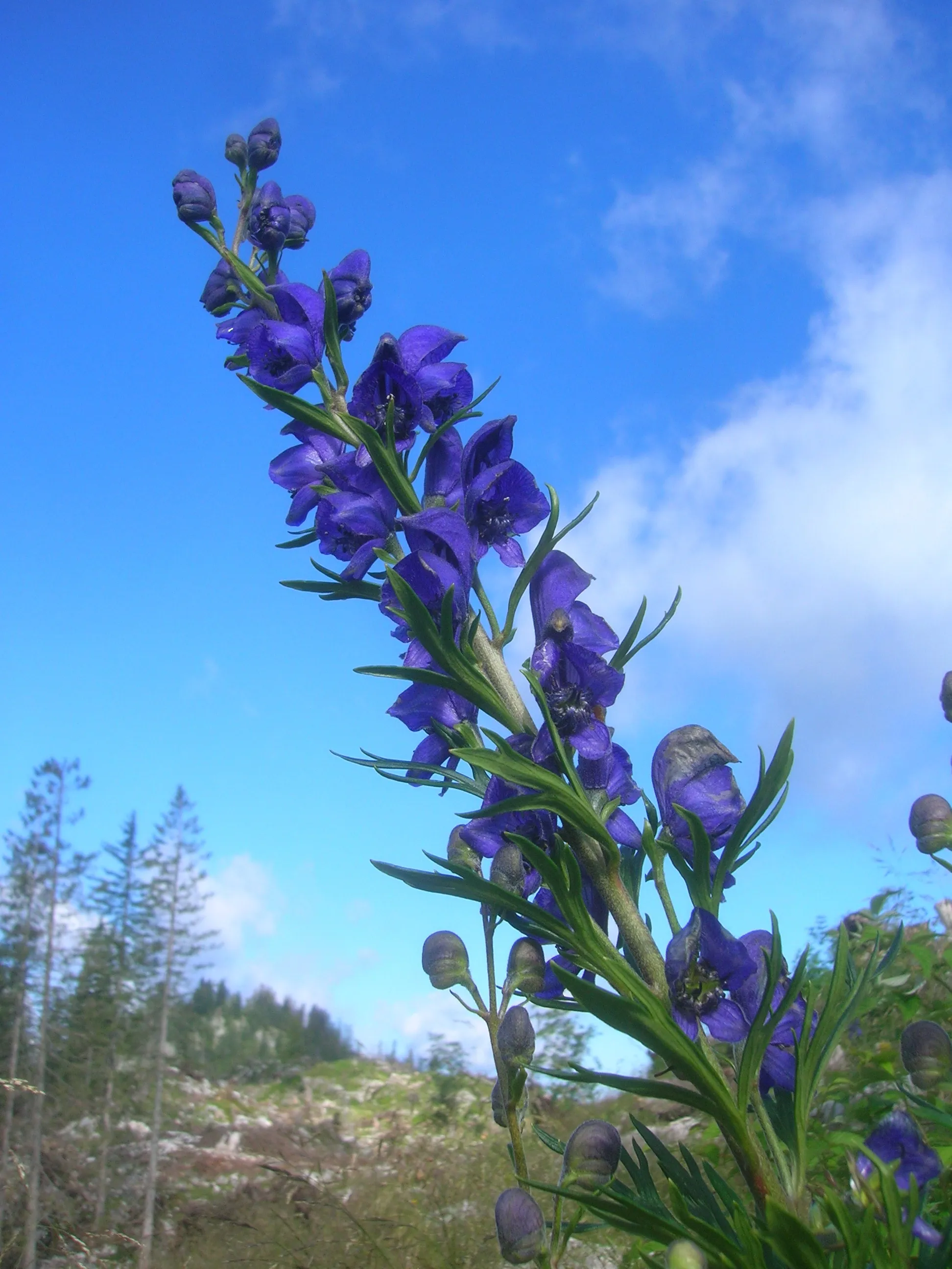 Photo showing: Monkshood near the Lambacher Hütte at 1430 m.ü.A., Upper Austria