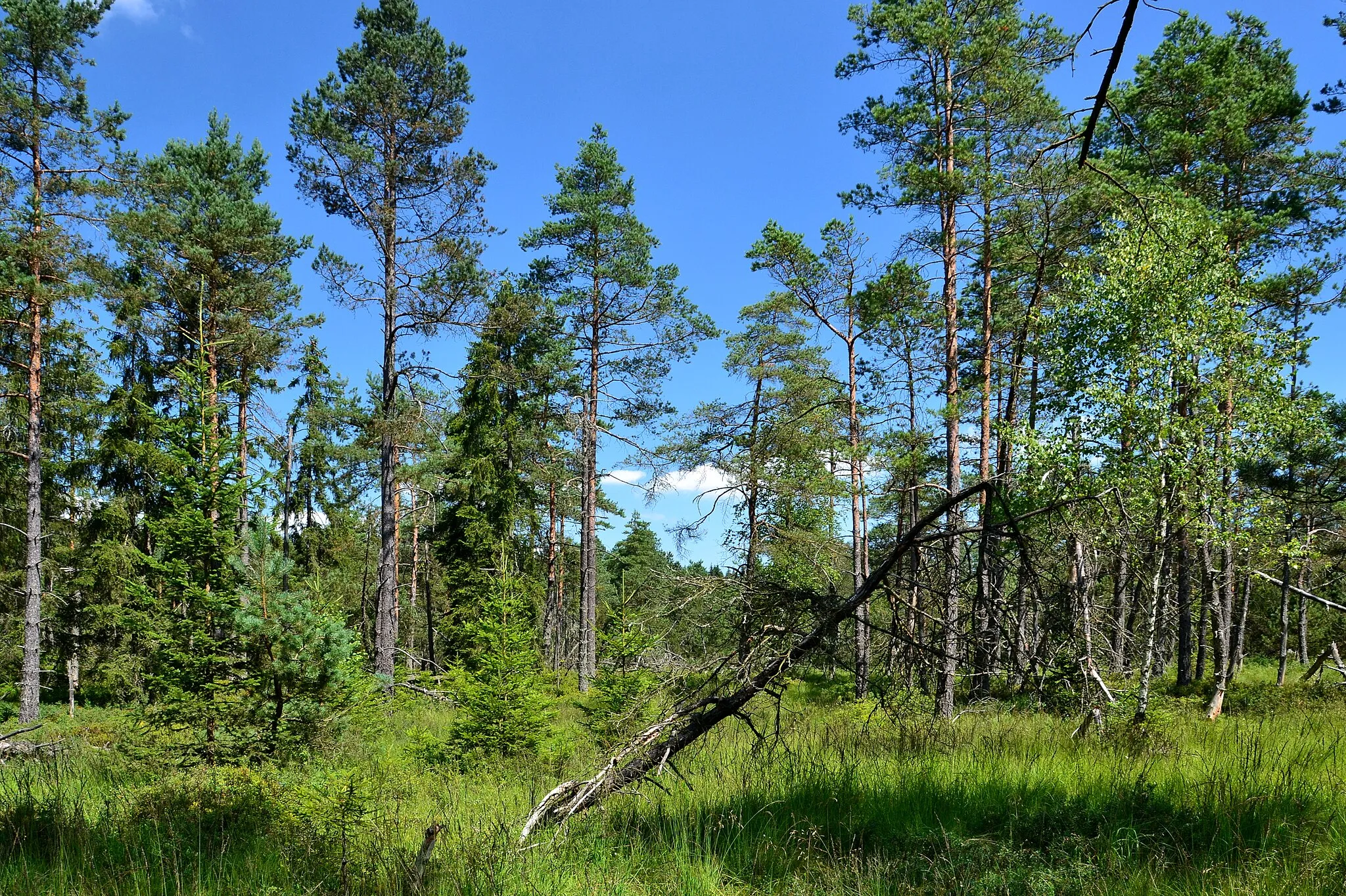 Photo showing: PP Multerberské rašeliniště