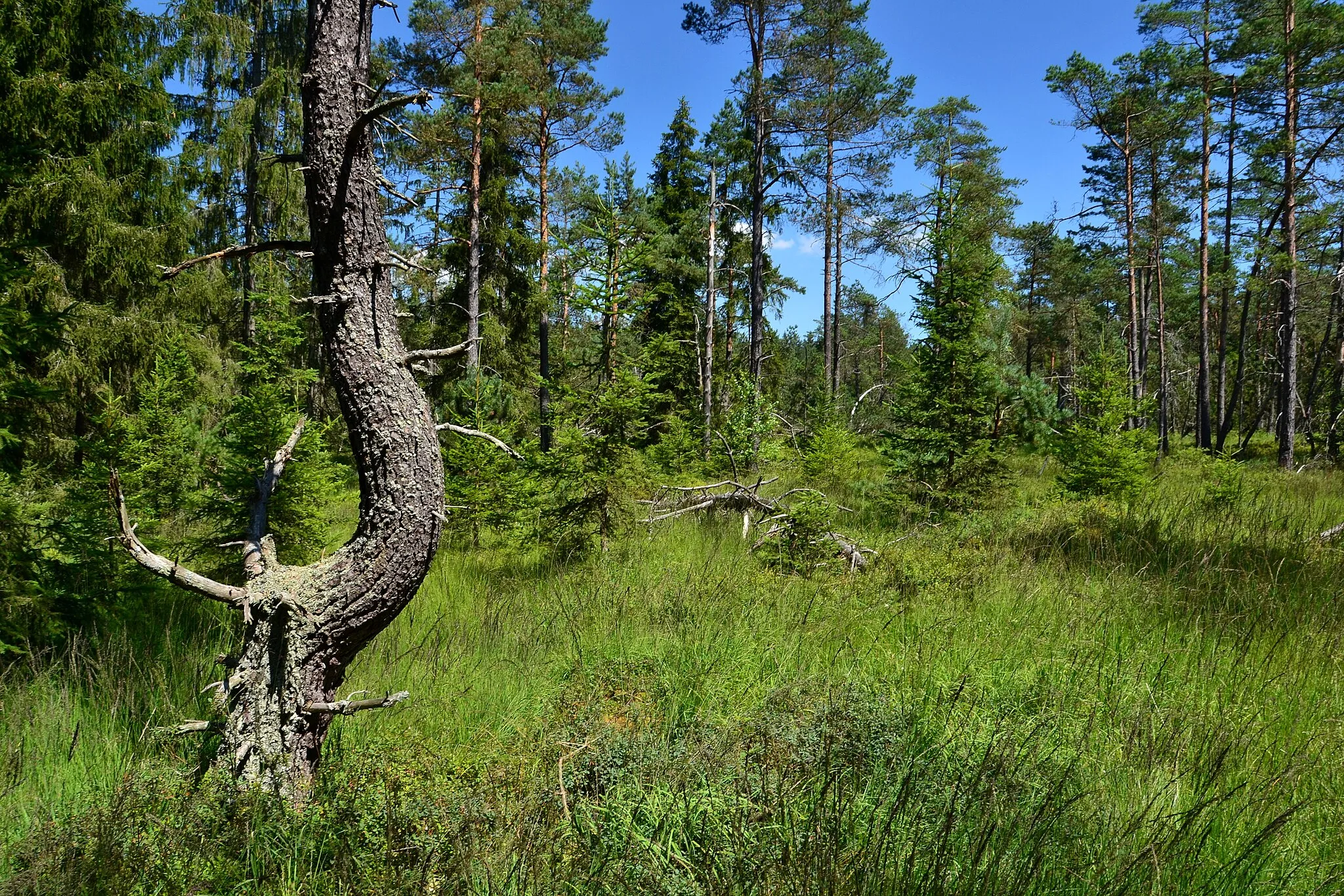 Photo showing: PP Multerberské rašeliniště