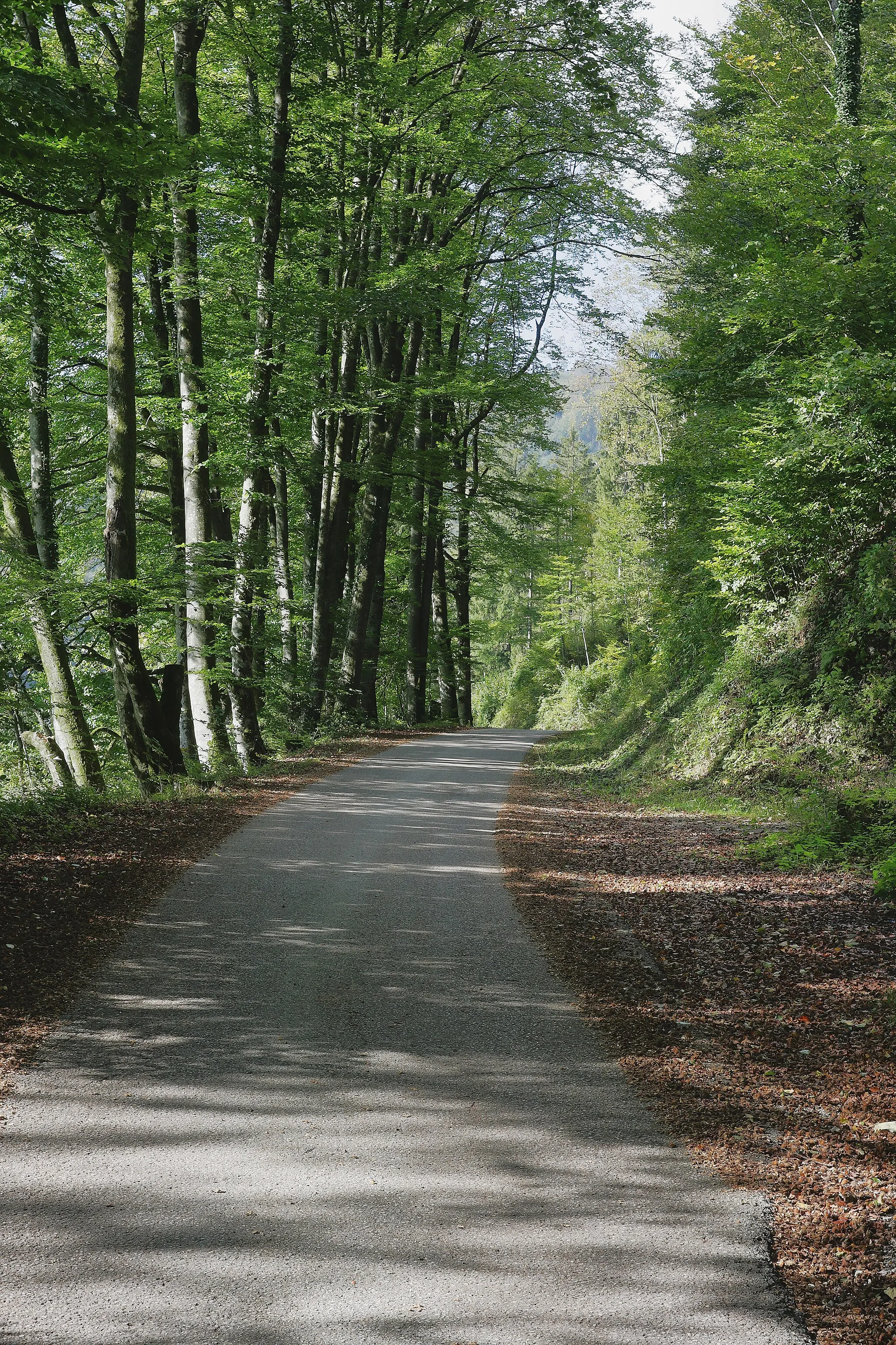 Photo showing: Die Riedbergstraße (Güterweg Riedberg) in Leonstein, Gemeinde Grünburg.