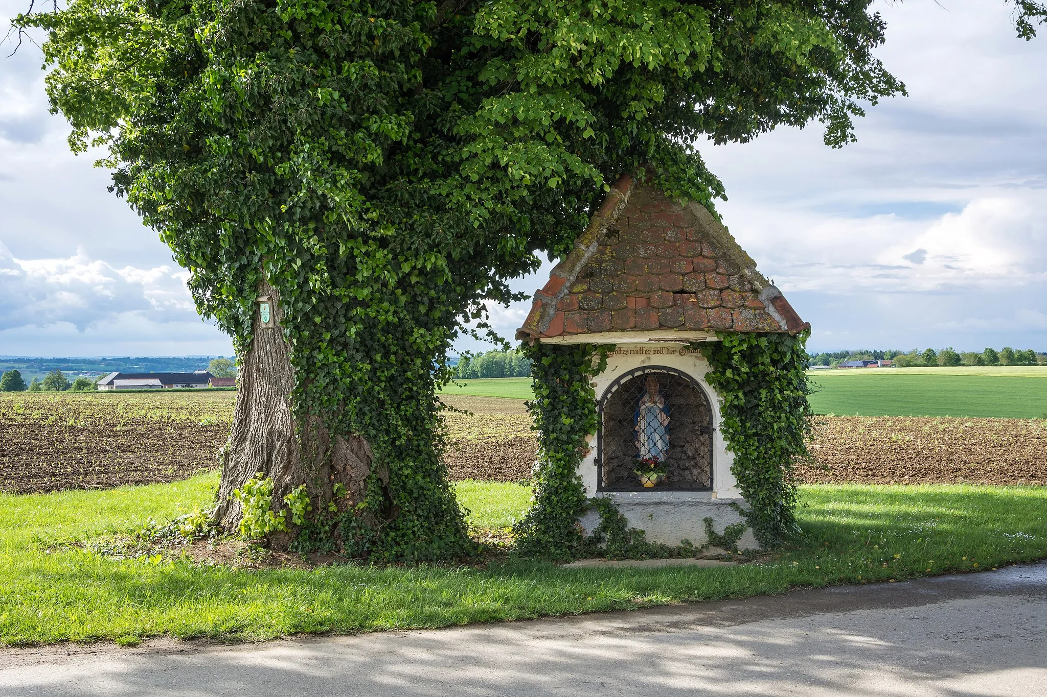 Photo showing: This media shows the natural monument in Upper Austria with the ID nd407 (Linde in der Gemeinde Nußbach).