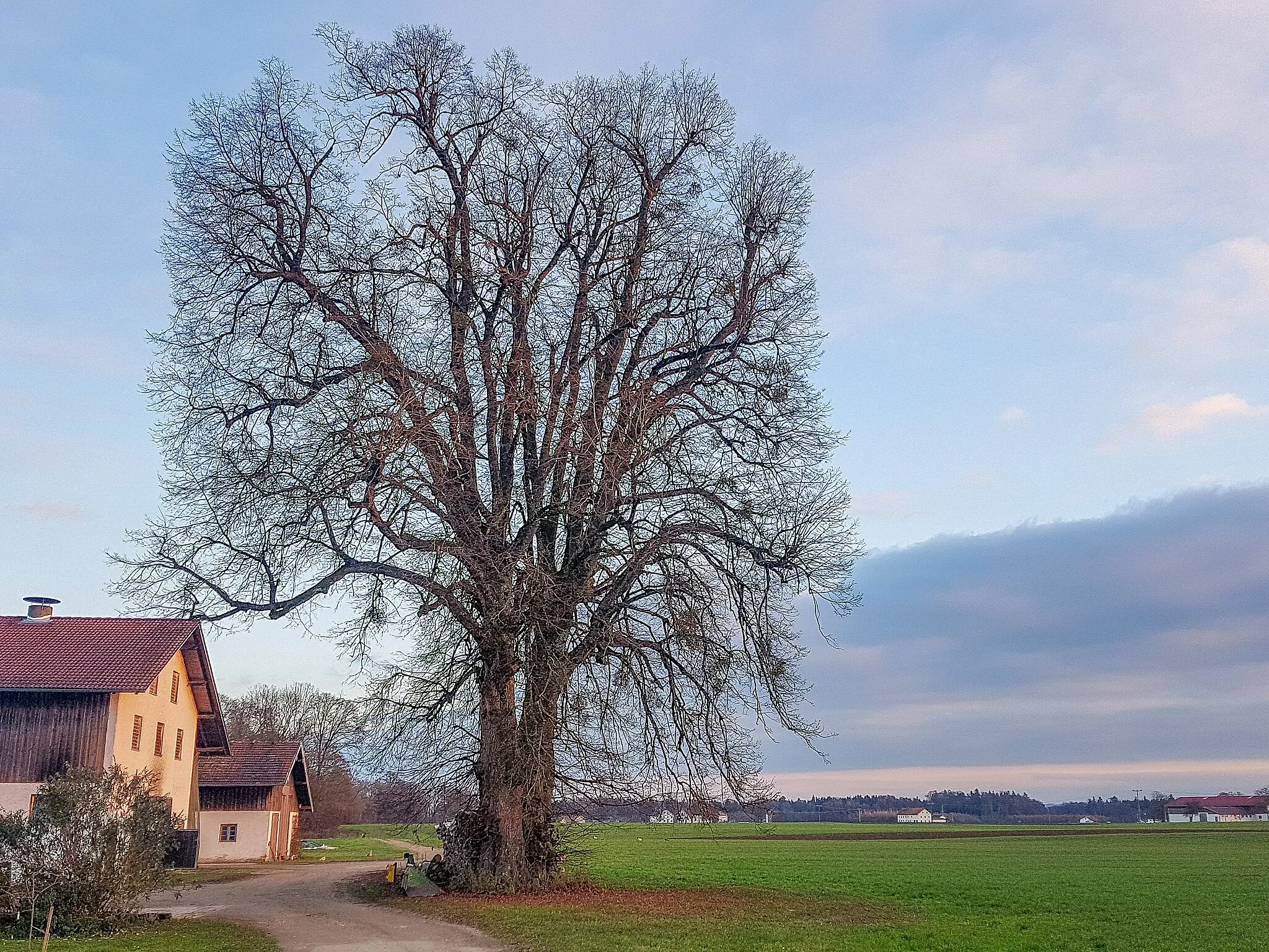 Photo showing: Winterlinde am Kapshof