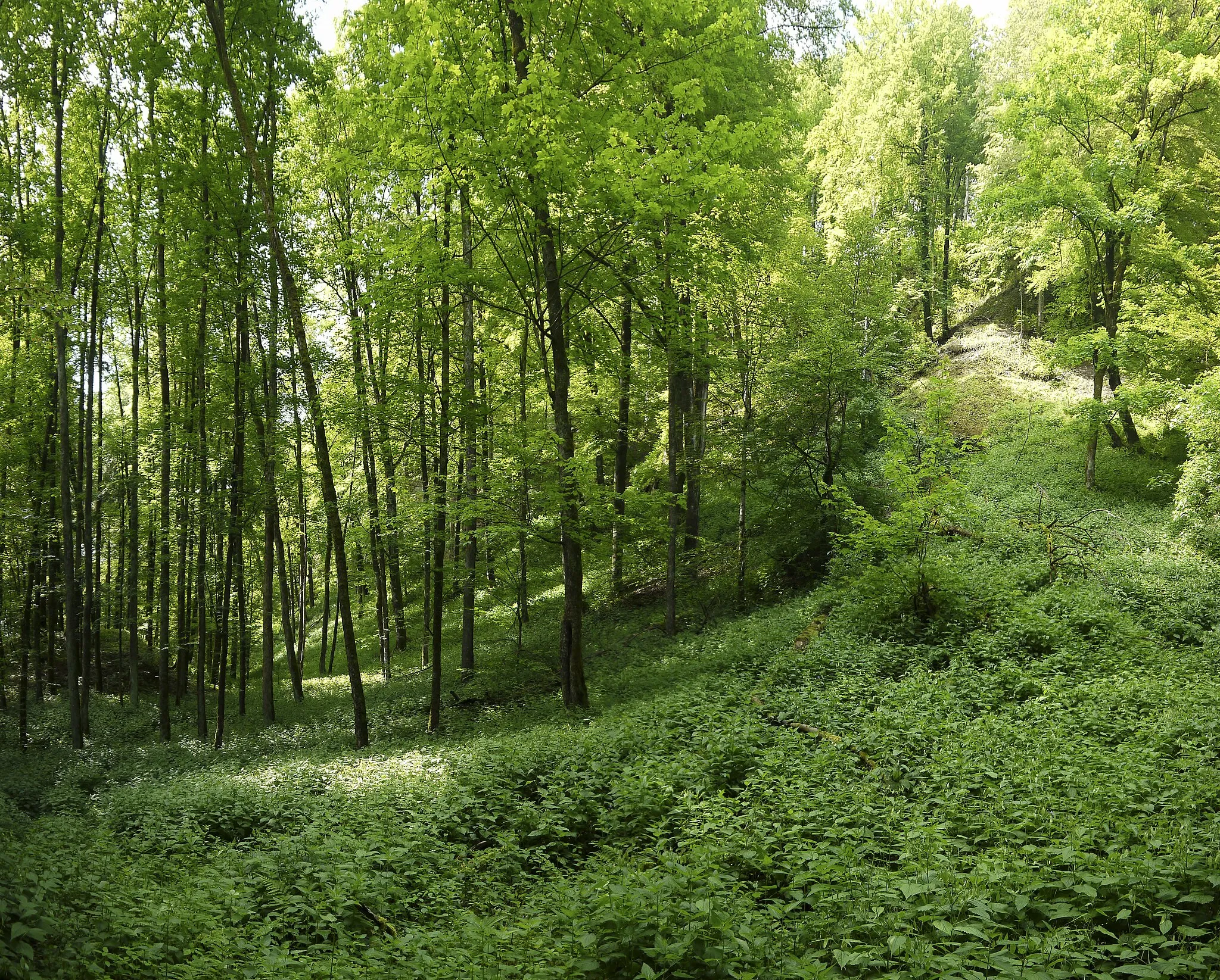 Photo showing: This media shows the nature reserve in Upper Austria  with the ID n143.