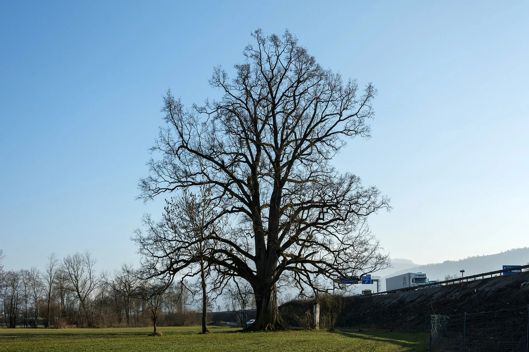 Photo showing: This media shows the natural monument in Upper Austria with the ID nd499 (Huebmer-Eiche).