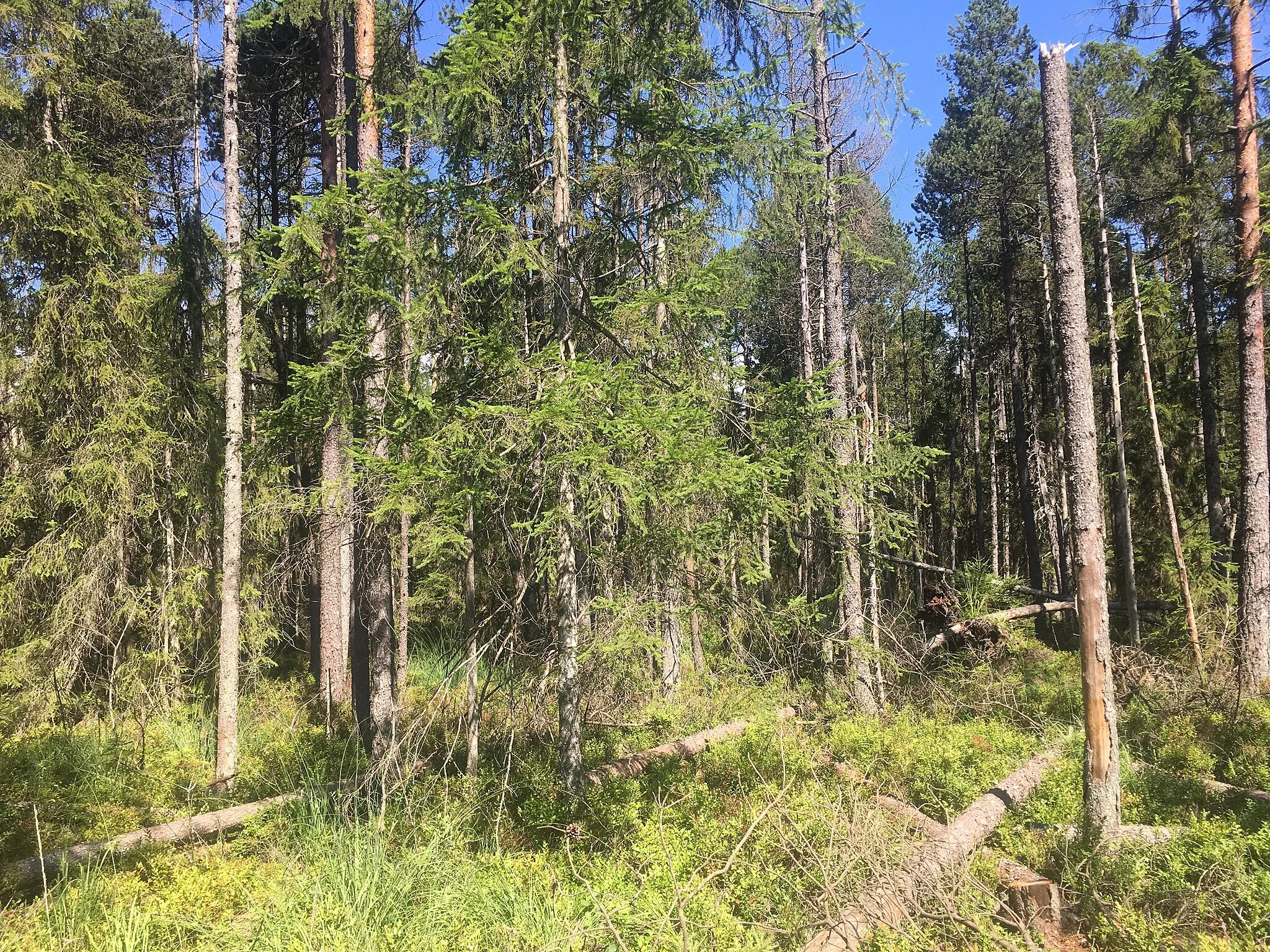 Photo showing: Naturreservat Bayrische Au