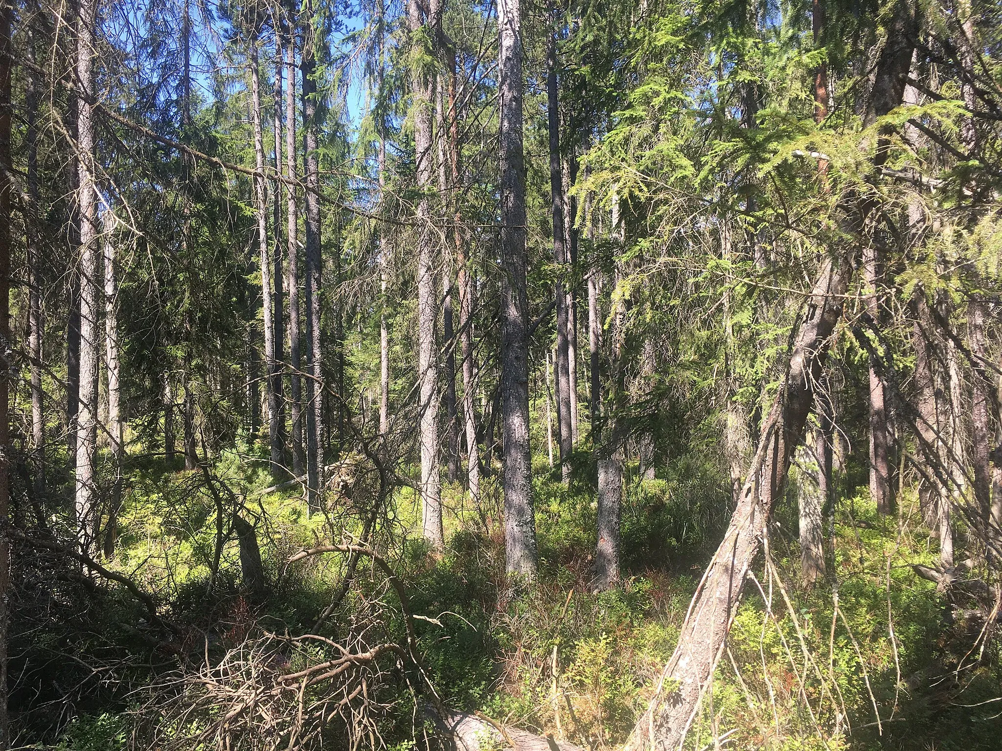 Photo showing: Naturreservat Bayrische Au