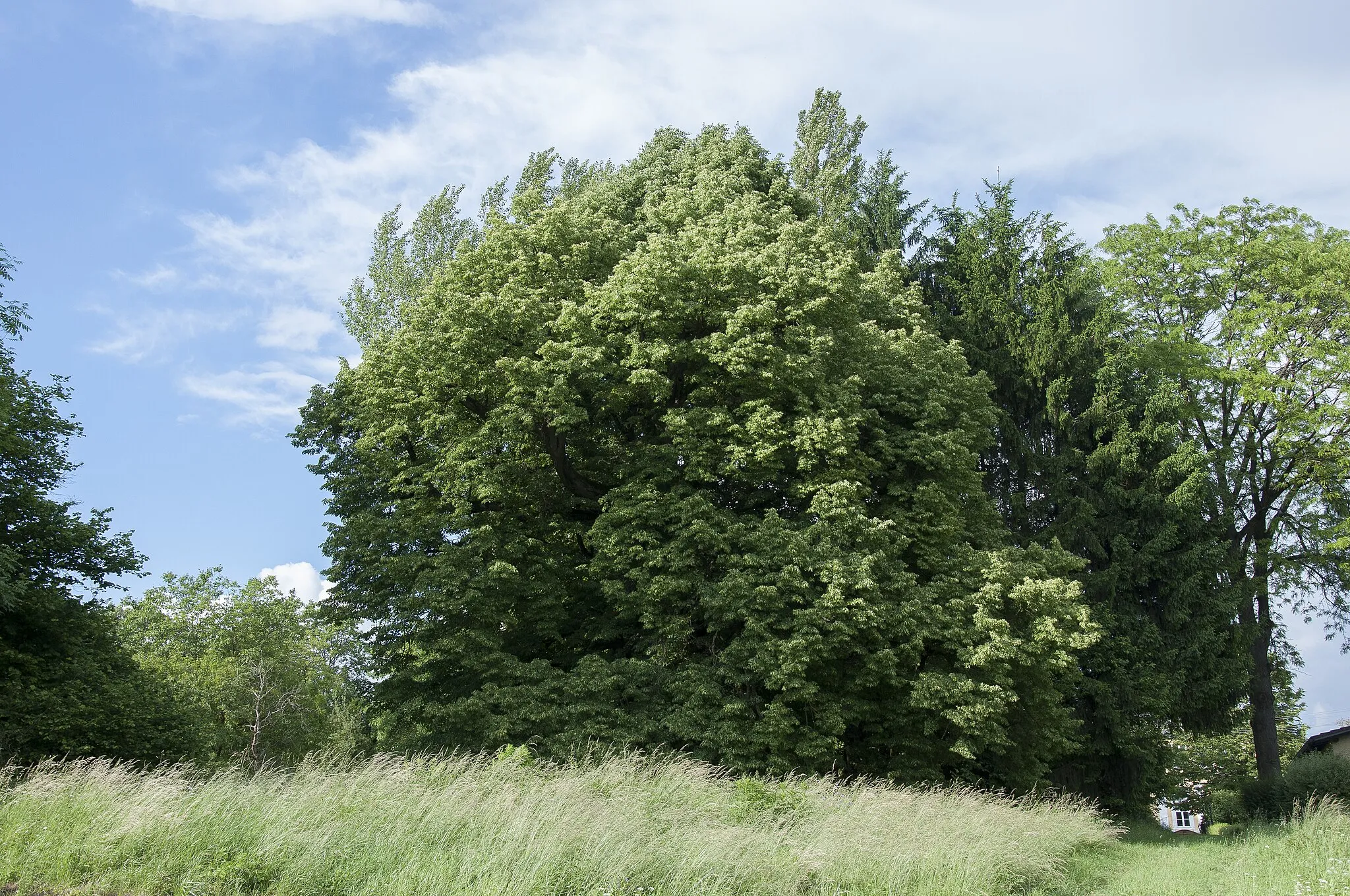 Photo showing: This media shows the natural monument in Upper Austria  with the ID nd031.